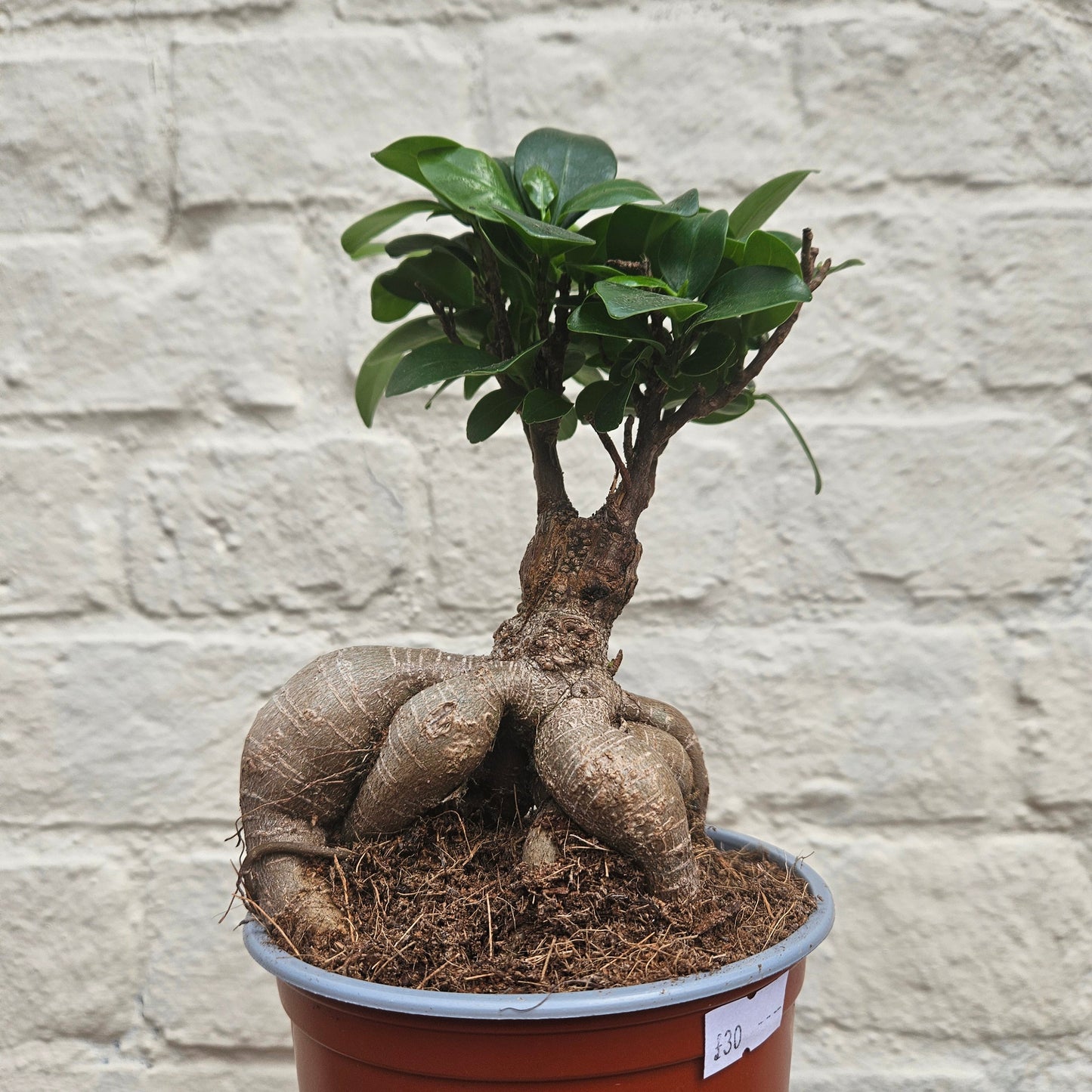 Ficus Microcarpa 'Ginseng'