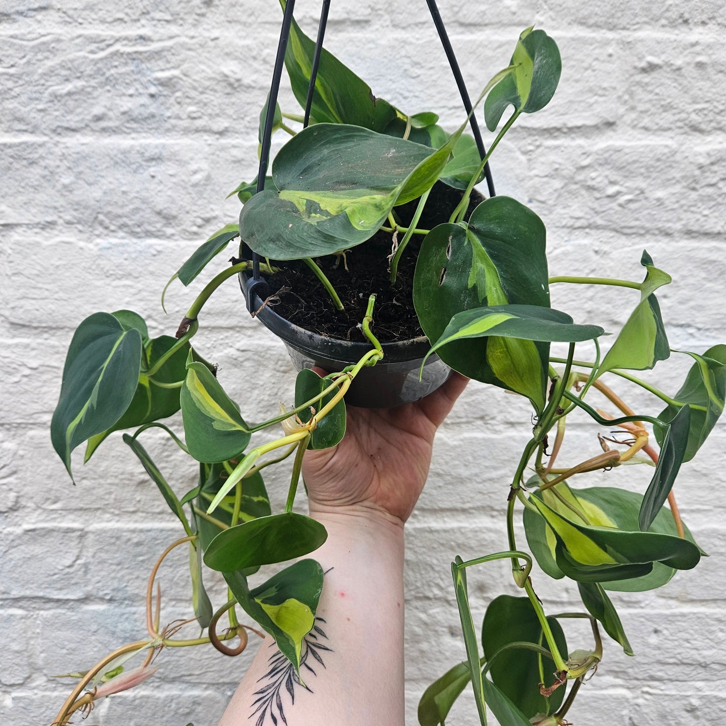 Philodendron scandens 'Brasil' (Pothos/ Devils Ivy)- Various sizes