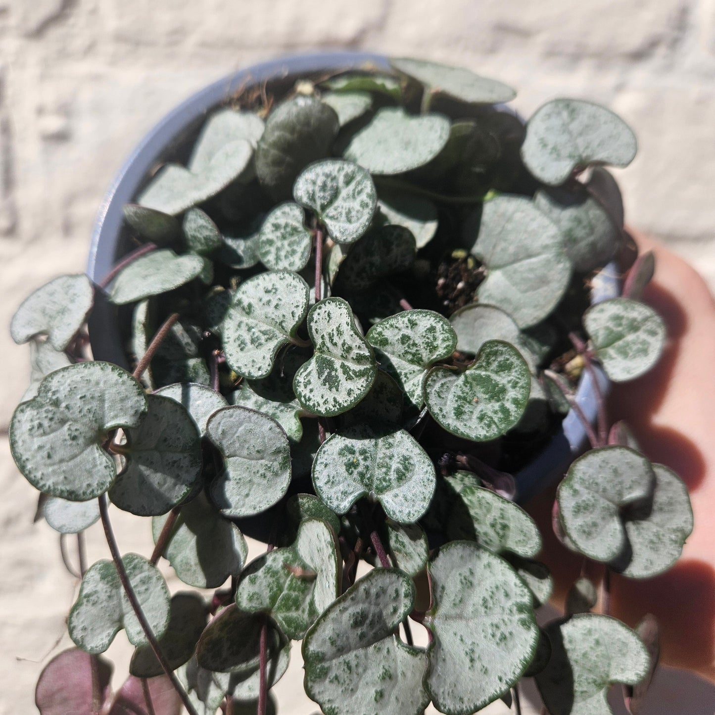 Ceropegia woodii 'Silver Glory' (String of Hearts)