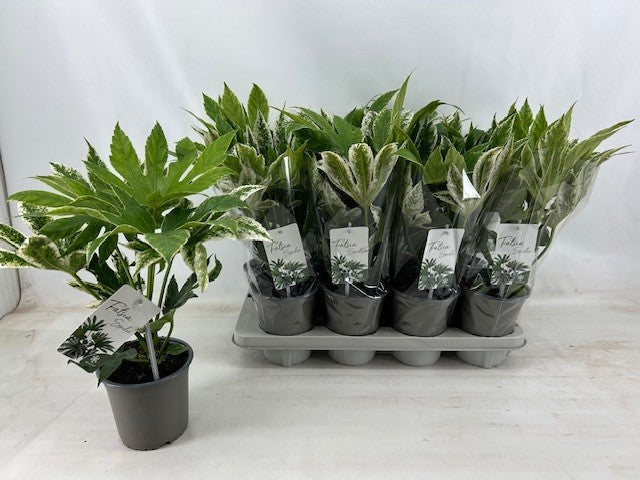 Fatsia Japonica Spiderweb Tray x8
