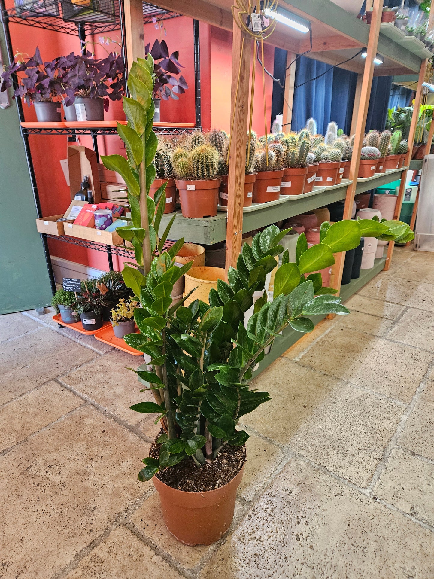 Zamioculcas zamiifolia (ZZ Plant)- Various sizes