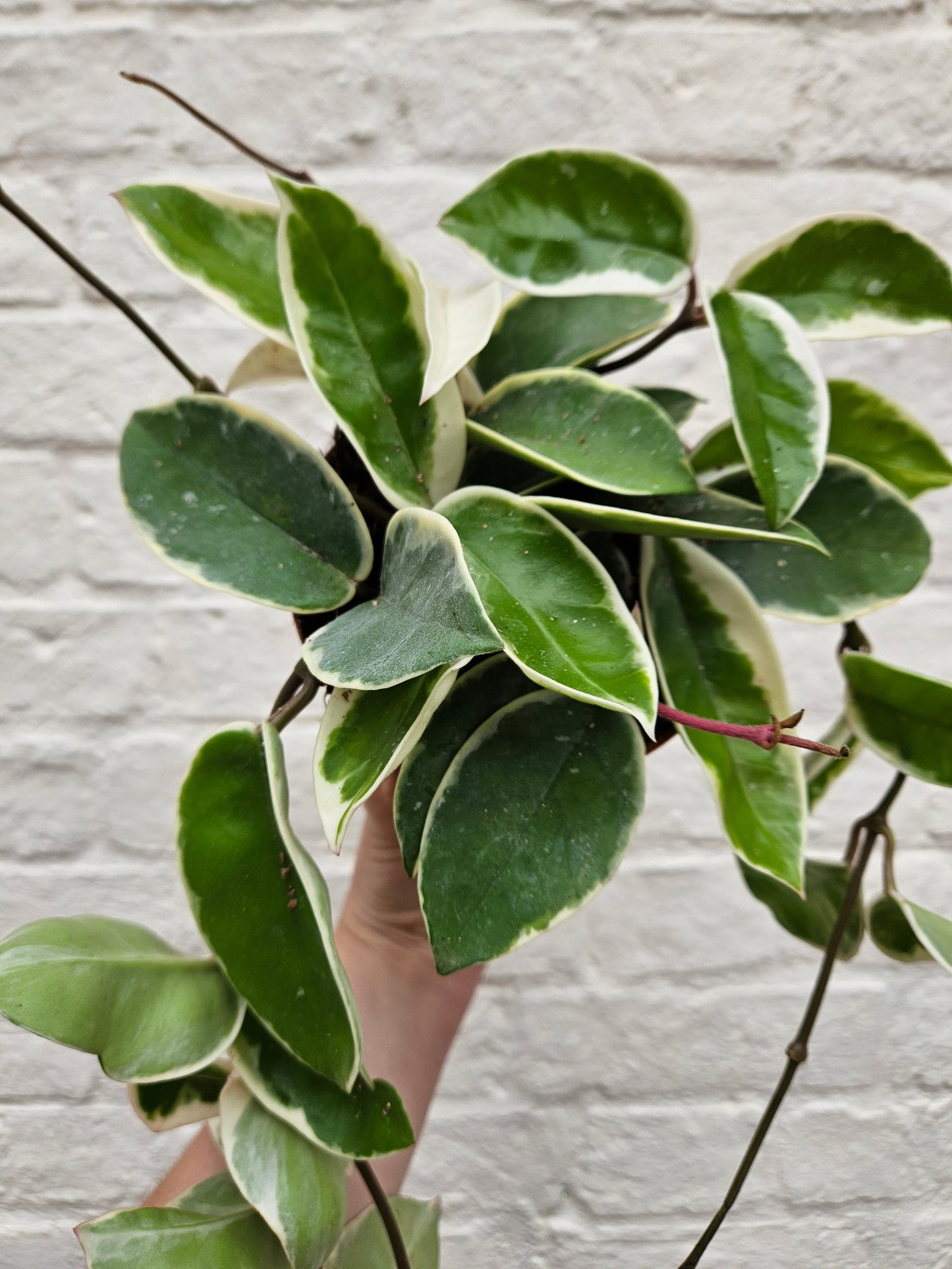 Hoya carnosa 'Krimson queen' (Waxflower)