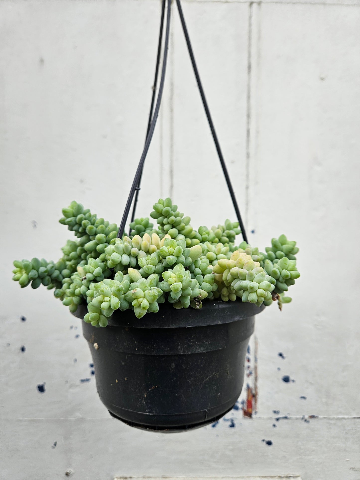 Sedum morganianum 'Burrito' (Donkey Tail)