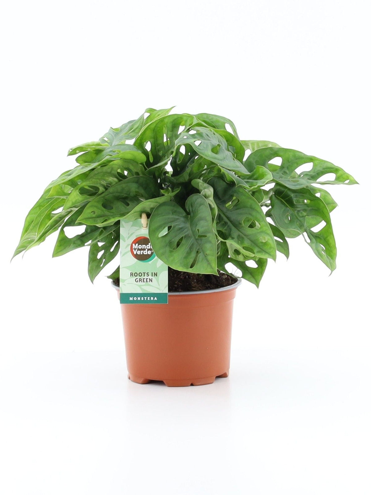 Monstera Adansonii x10
