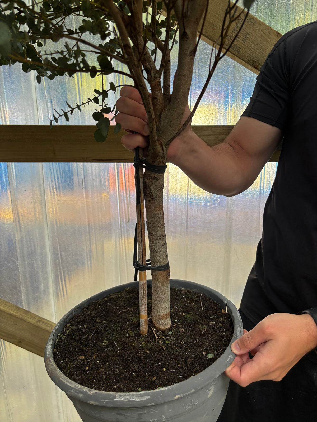 Eucalyptus Tree | Hardy Potted Patio Tree | Eucalyptus Gunnii Azura | 1-1.2m
