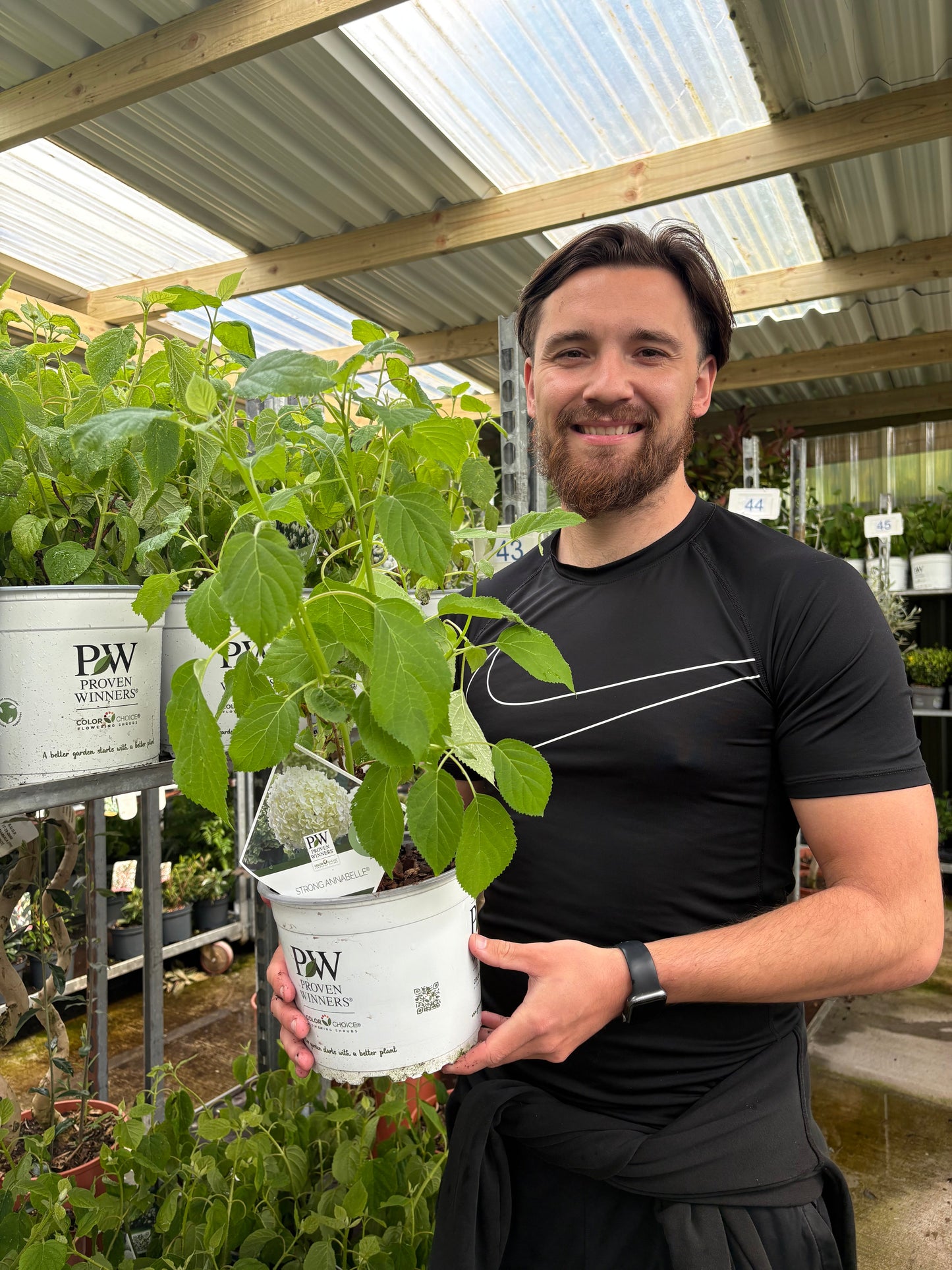 Hydrangea arborescens 'Incrediball' / 'Strong Annabelle' 3L / 5L / 7.5L / 10L / 20L / 30L