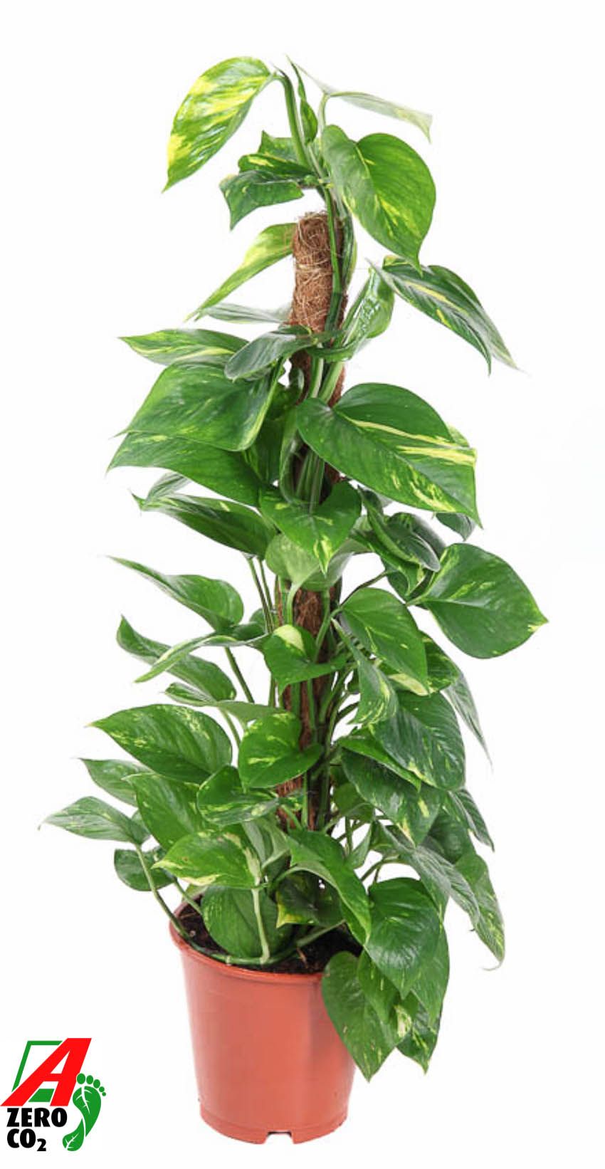Epipremnum Pinnatum Aureum