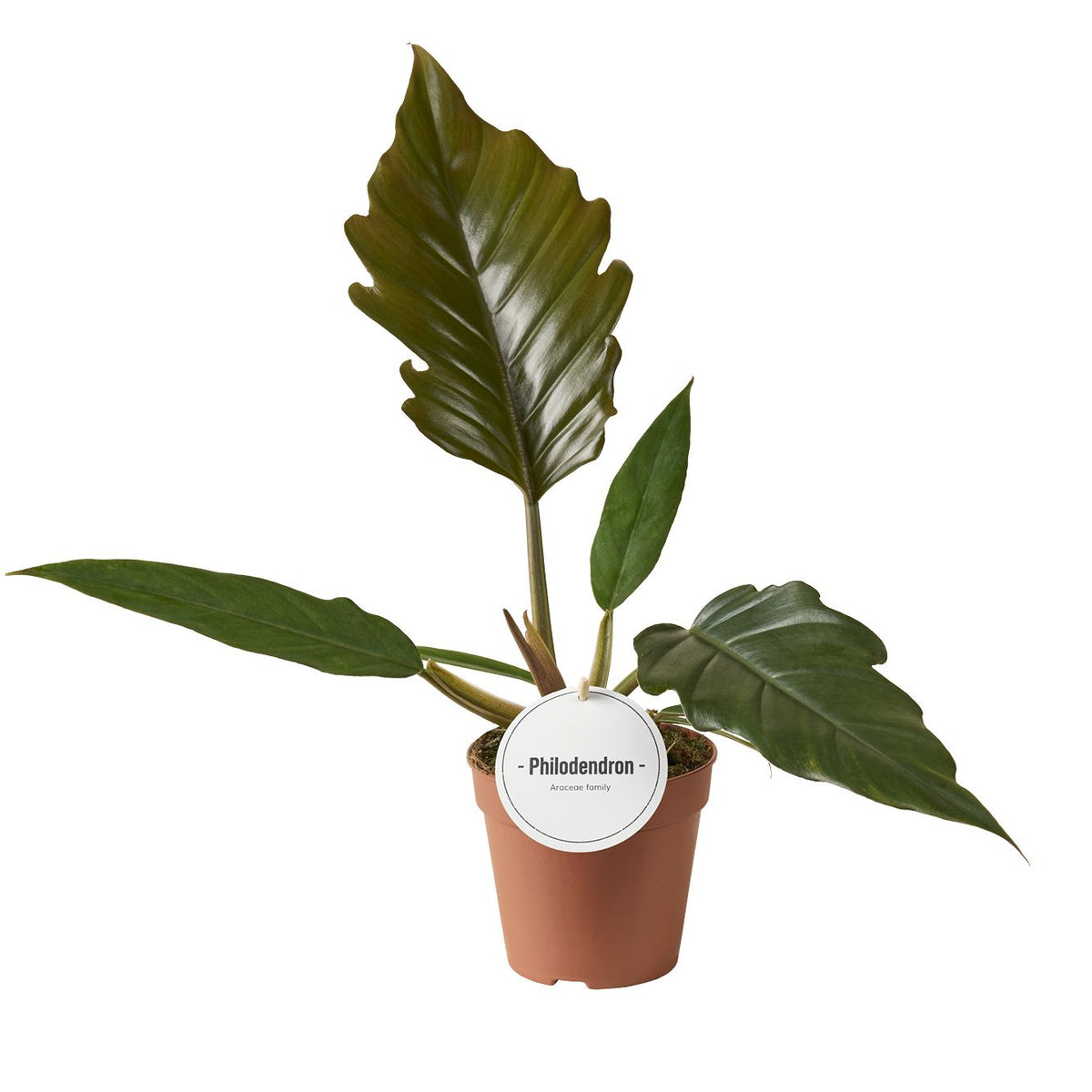 Philodendron Choco Empress x6