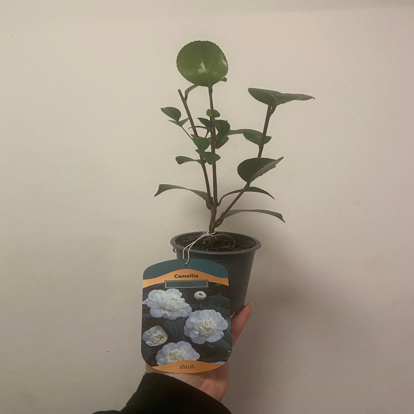 Camellia japonica 'Nobilissima' 9cm, 20-30cm height