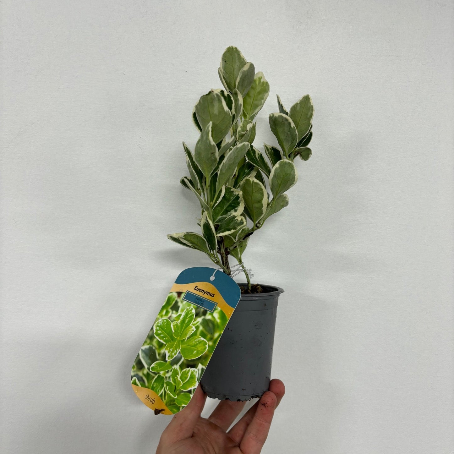 Euonymus japonicus 'Kathy' 9cm / 2L / 5L