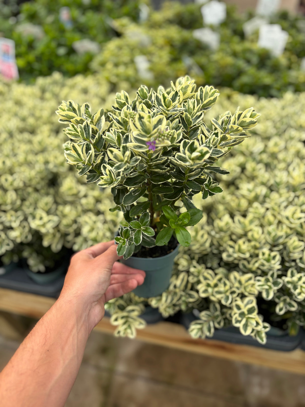 Variegated Hebe andersonii Katrina 1L/5L