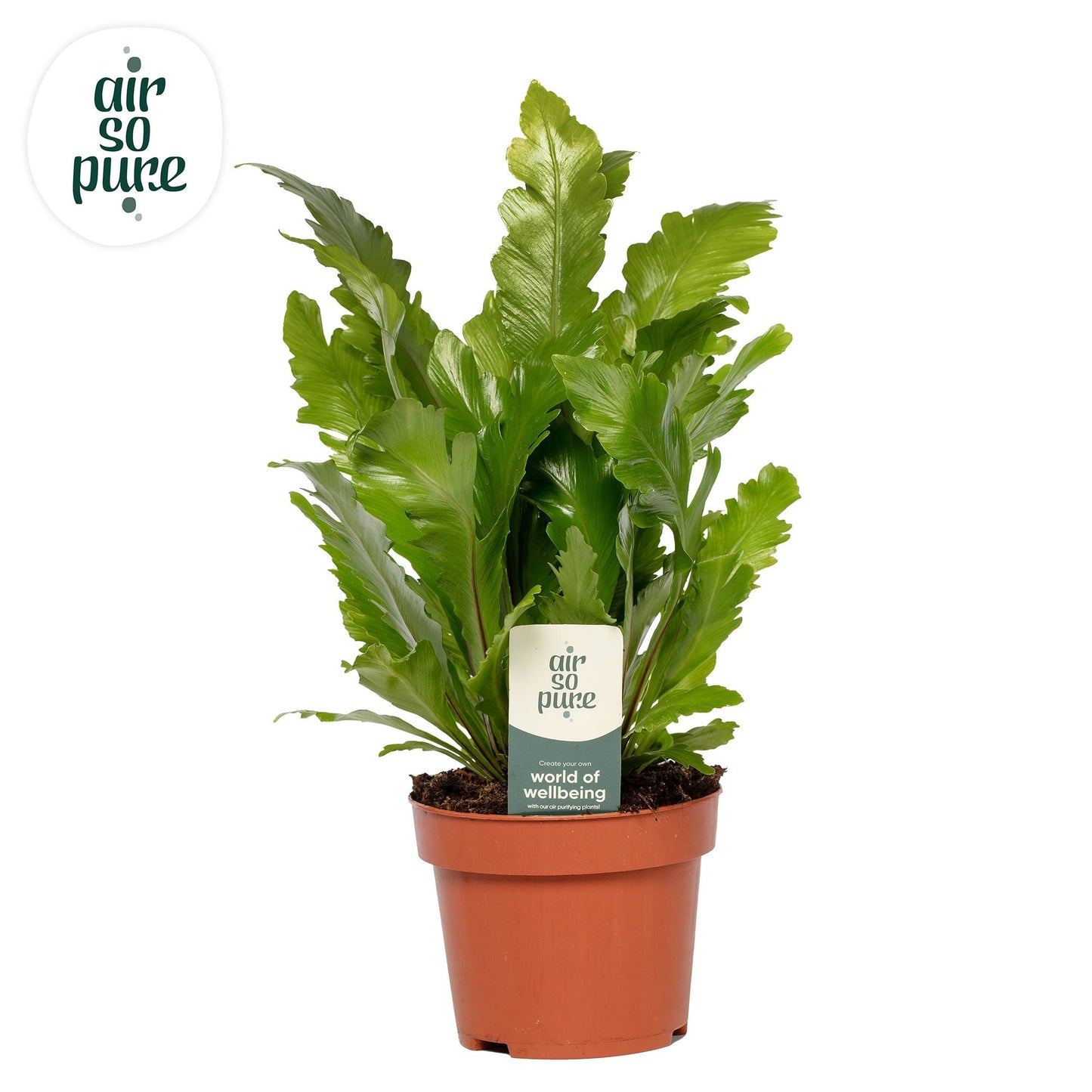 Asplenium Nidus Campio x6