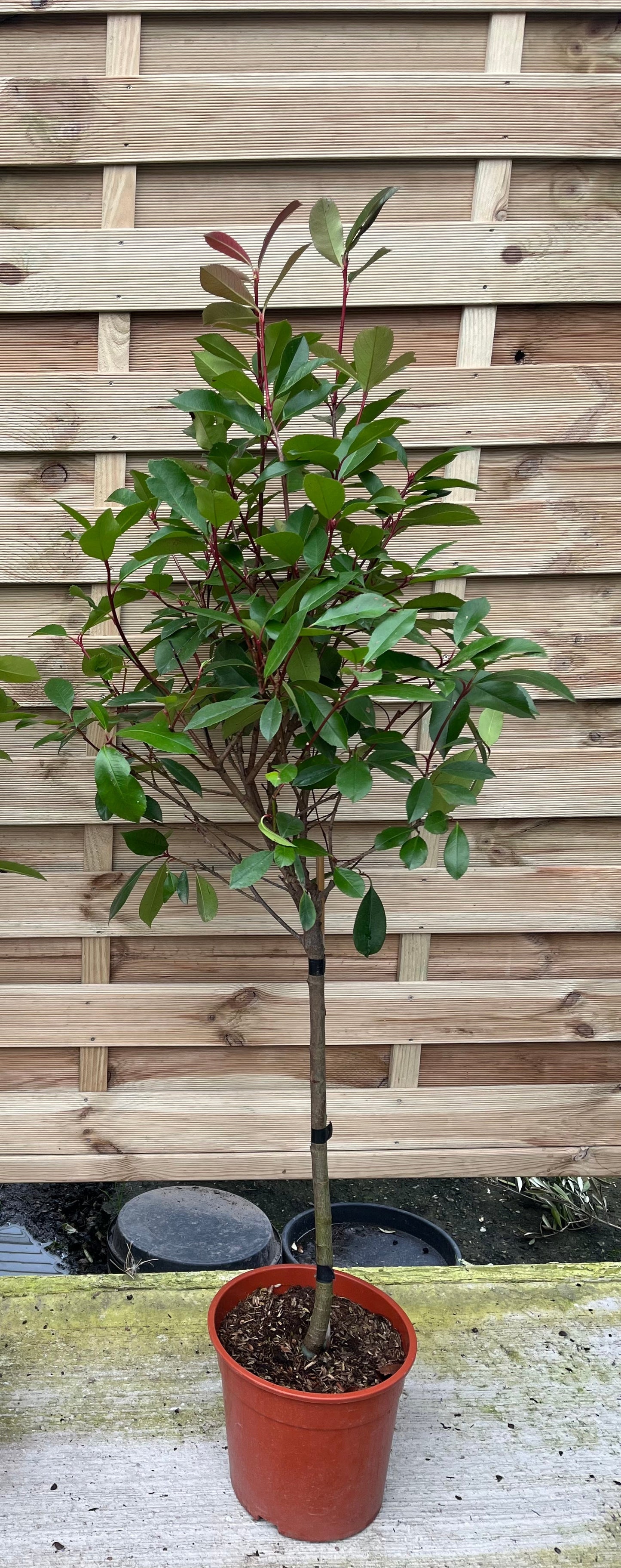 Half Standard Photinia 'Red Robin' 100cm