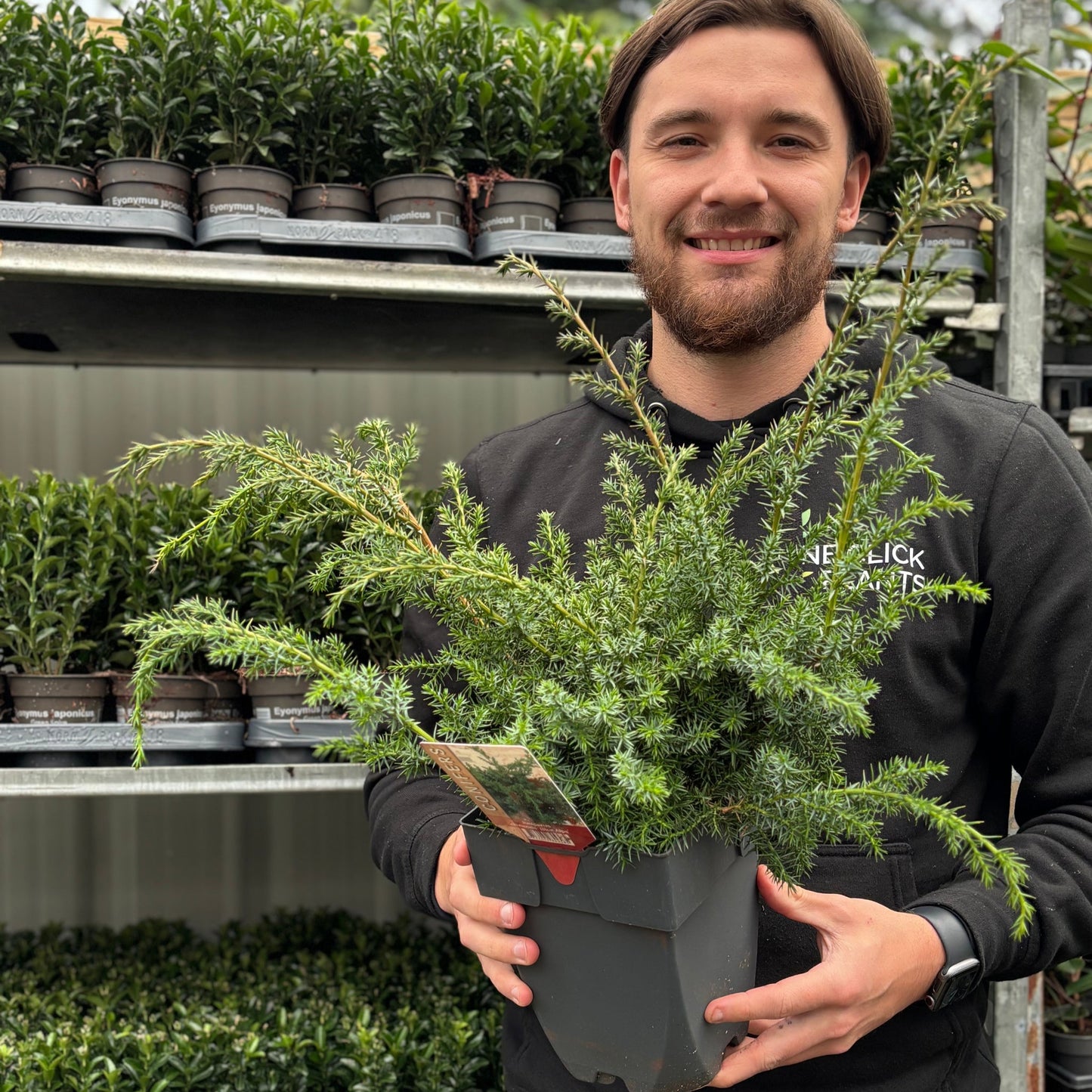 Juniperus chinensis 'Blue Alps' 2L