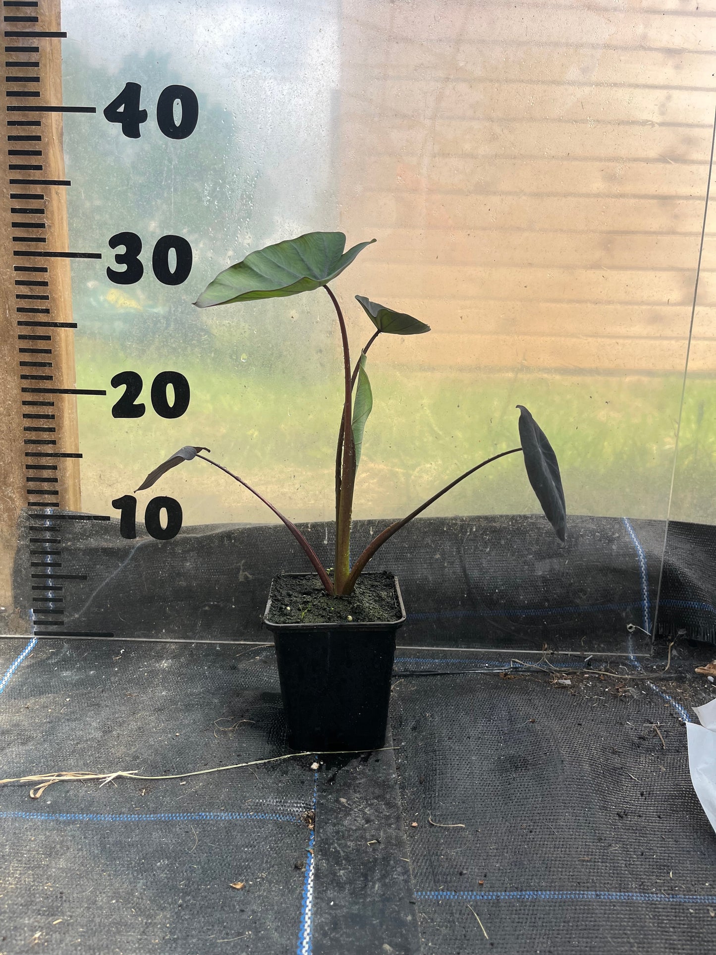 Colocasia Black Magic