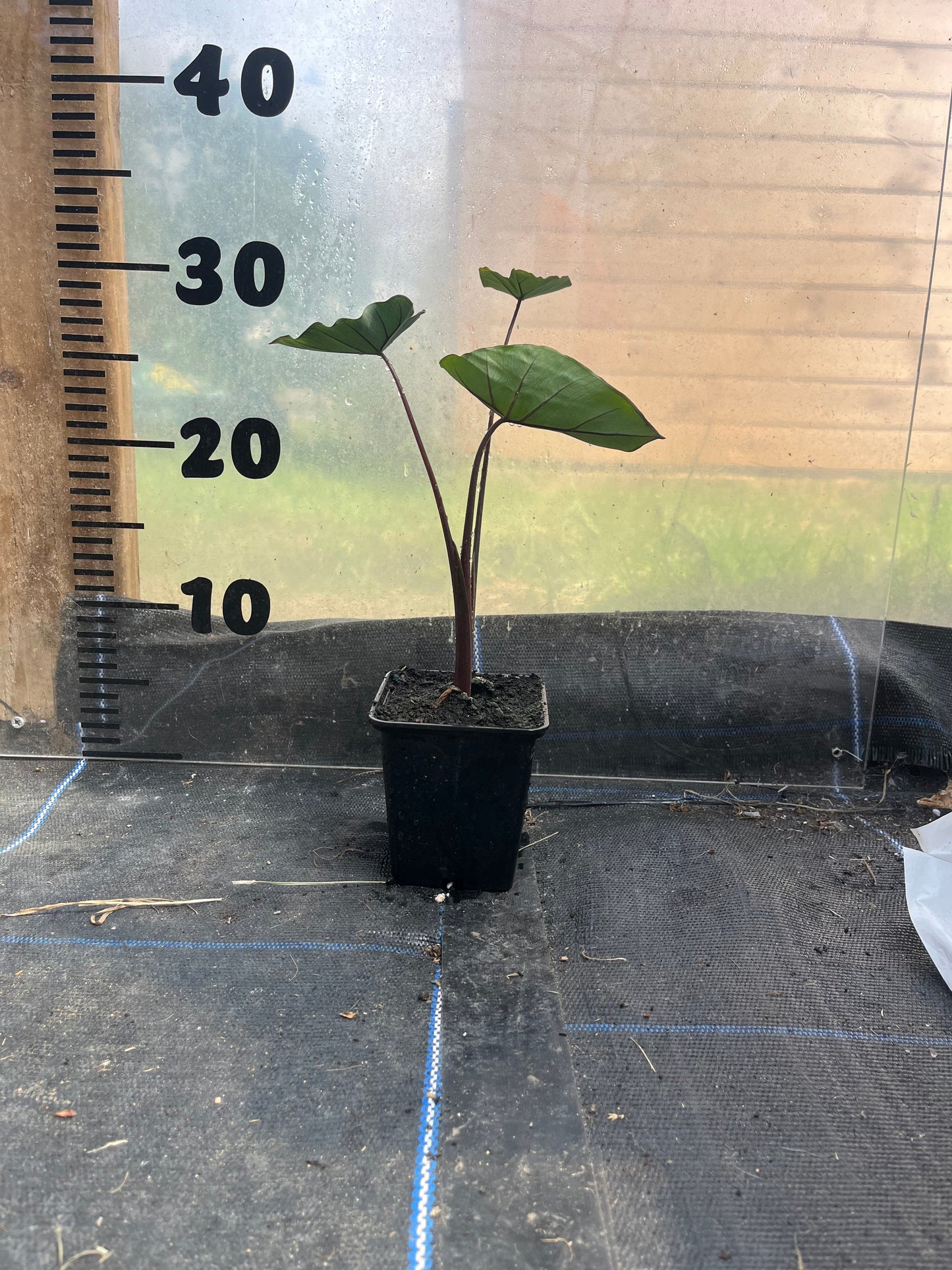 Colocasia Esculenta Fontenesii