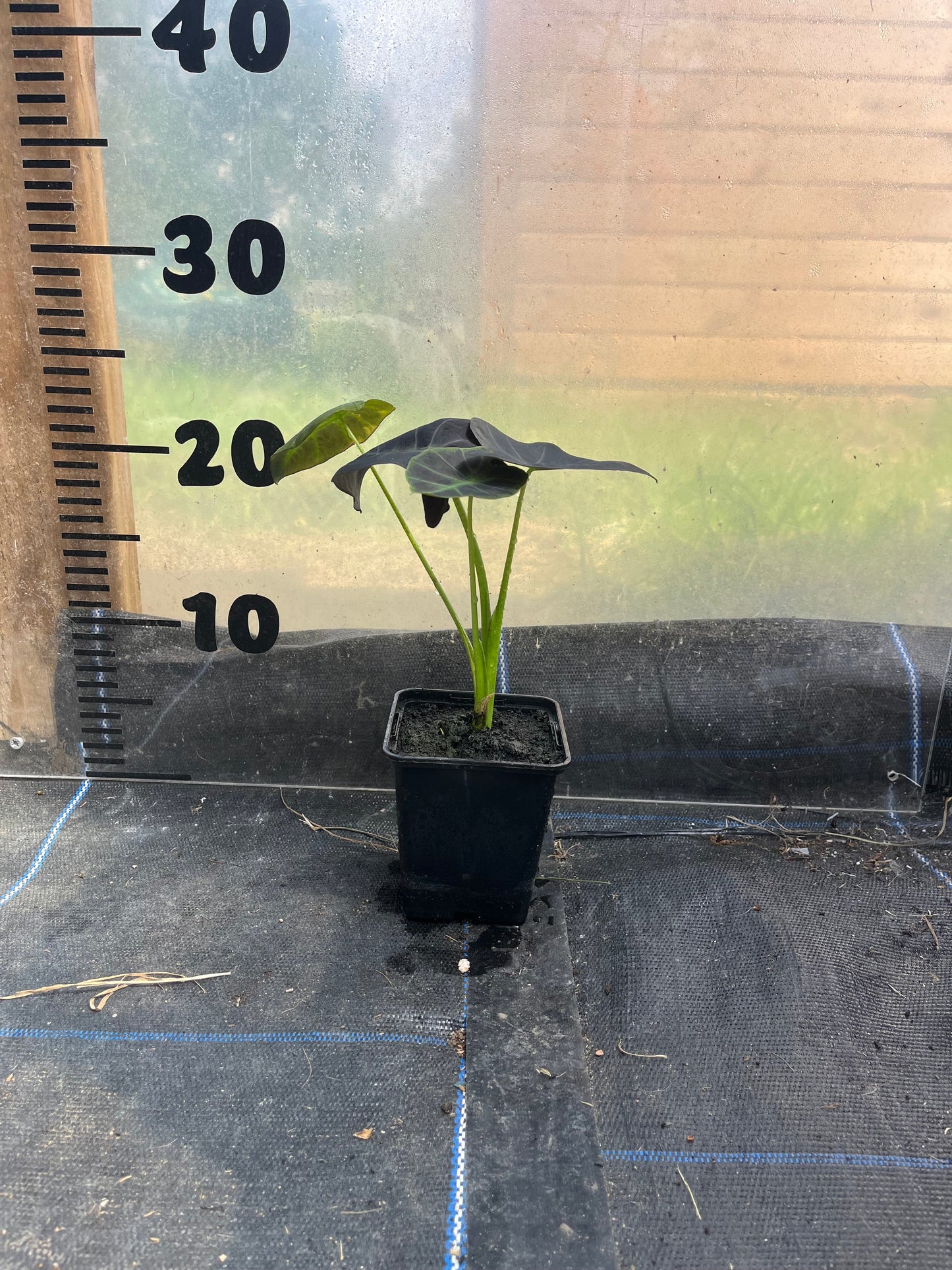 Colocasia Antiquorum 'Illustris'