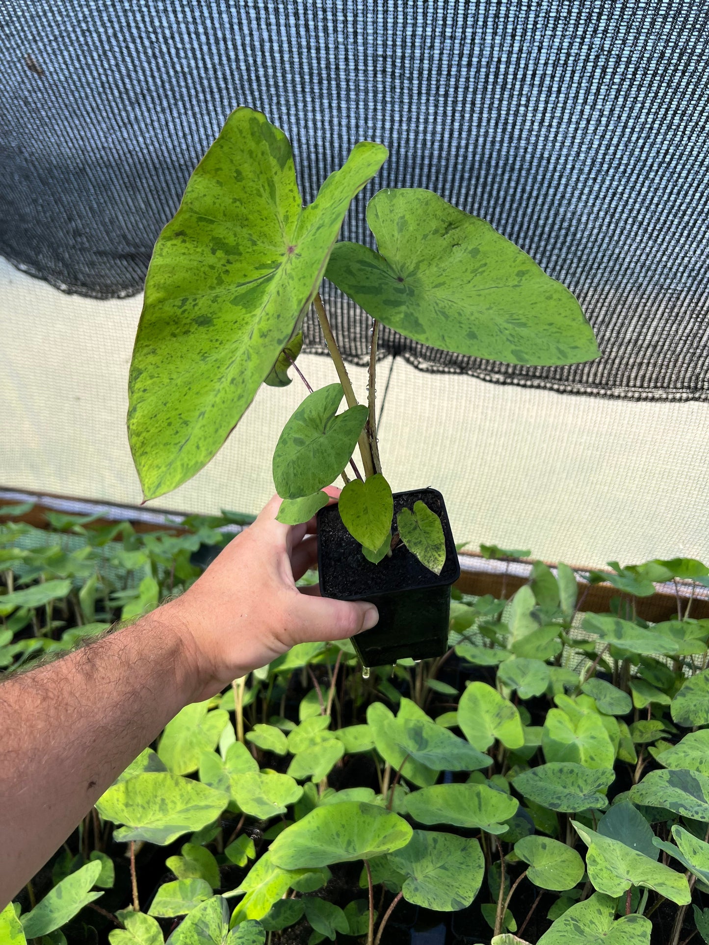Colocasia 'Mojito' Elephant Ear