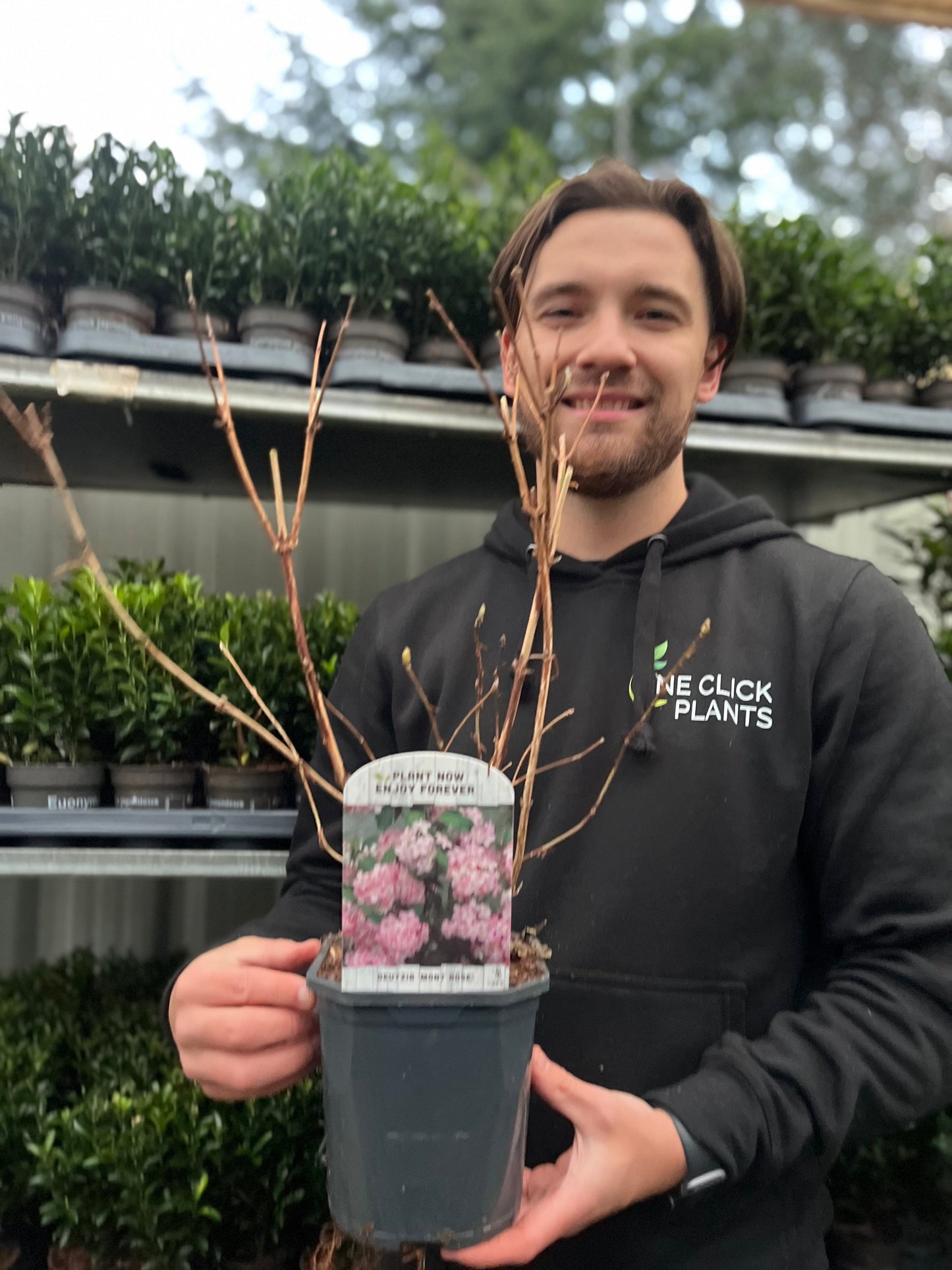 Deutzia 'Mont Rose' 1L / 2L