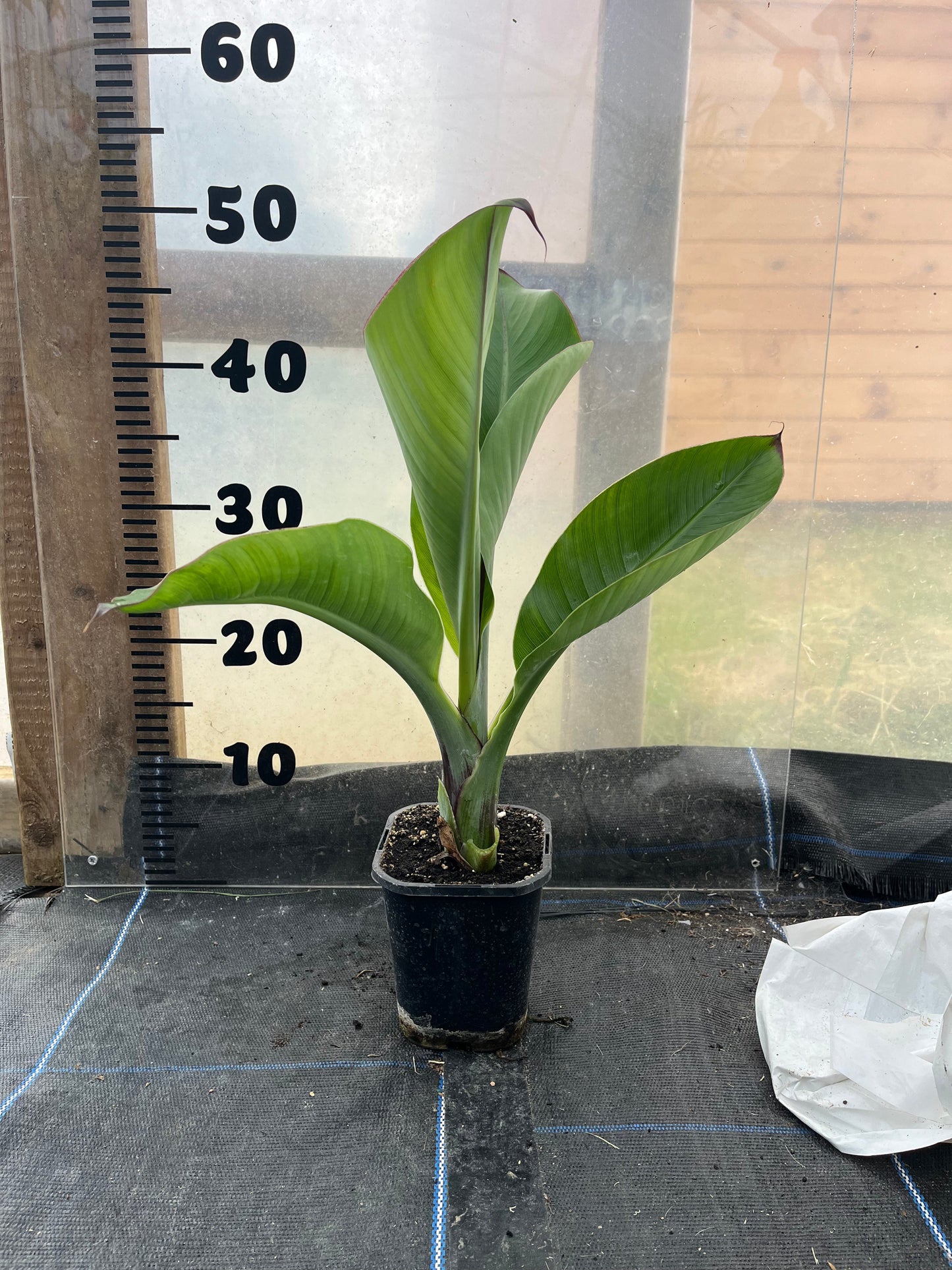 Ensete Ventricosum Hiniba