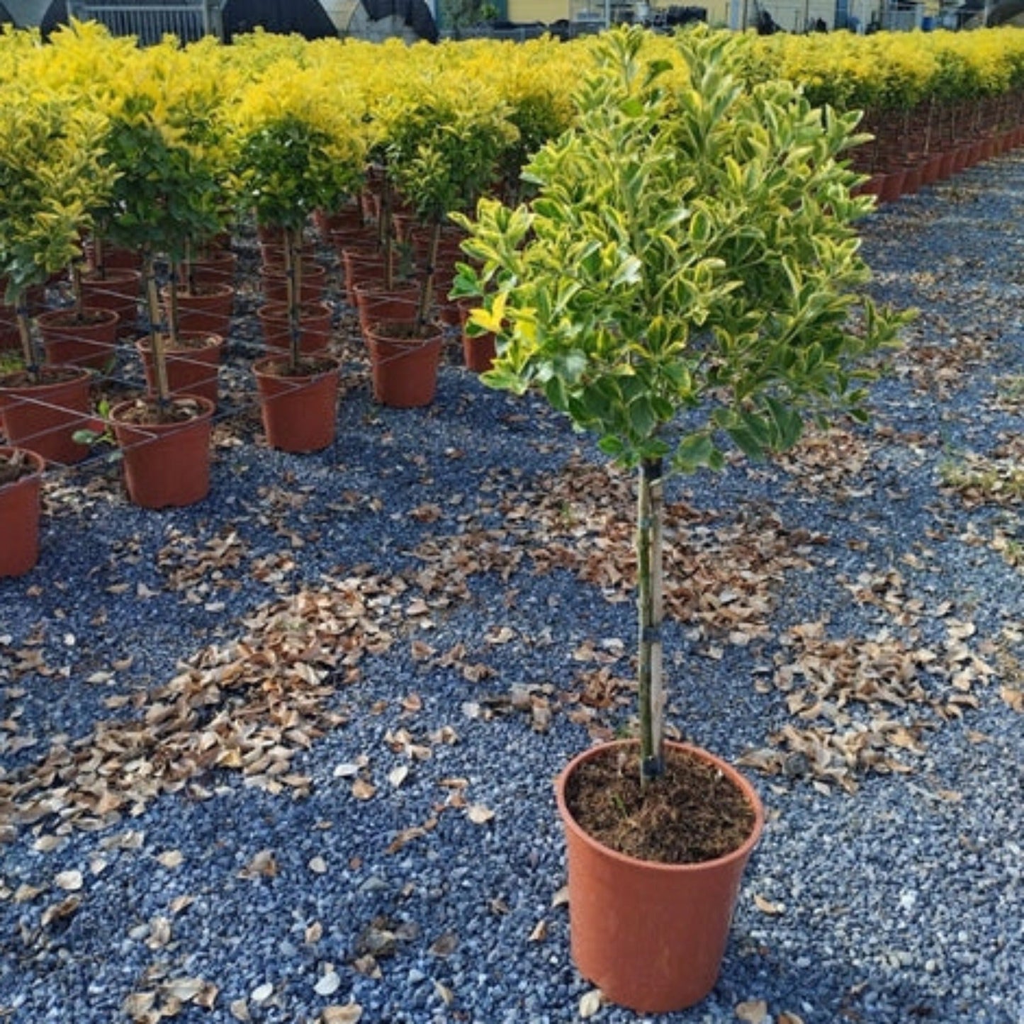Half Standard Euonymus japonica 'Aureus' 100cm