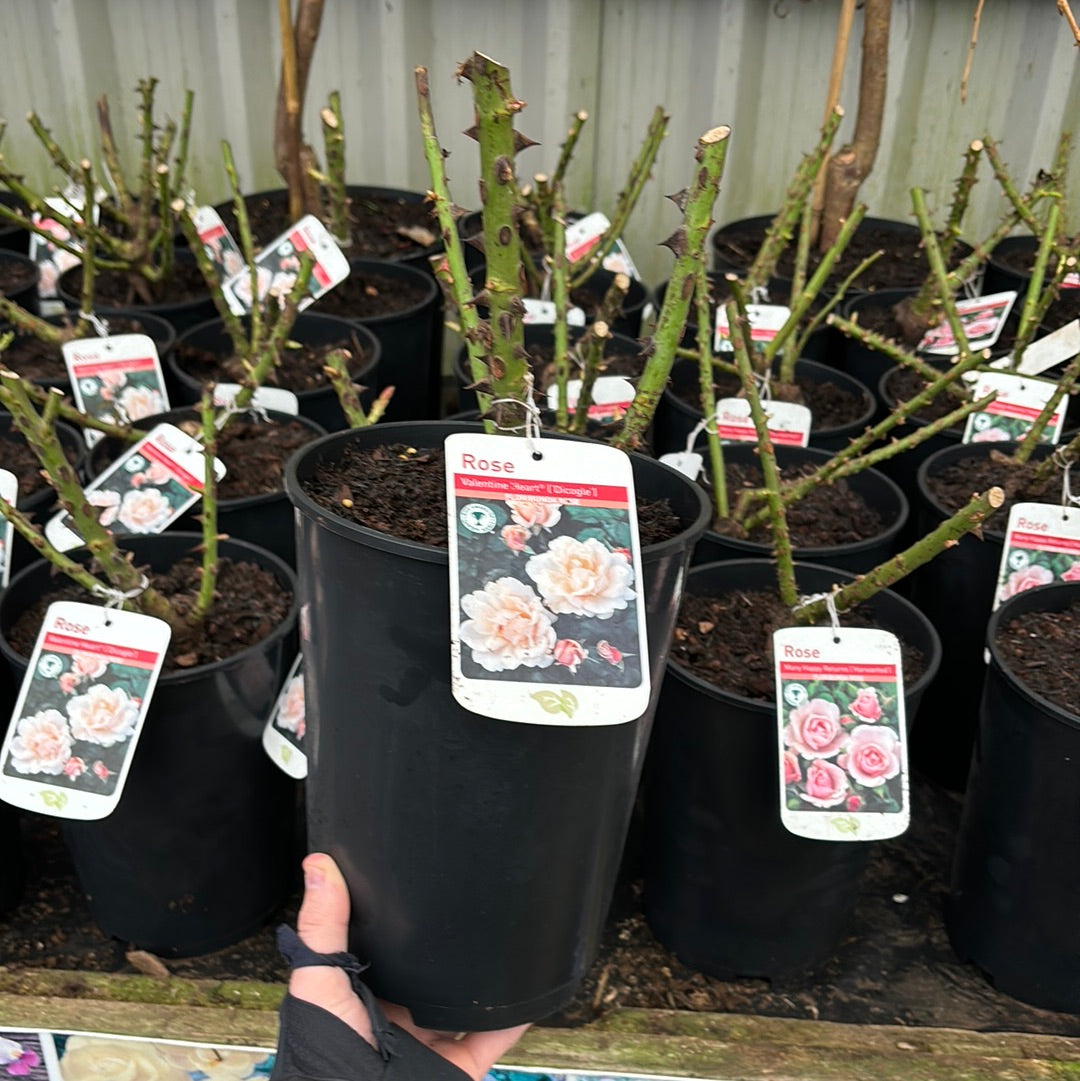 Valentine Heart Floribunda Rose 4L