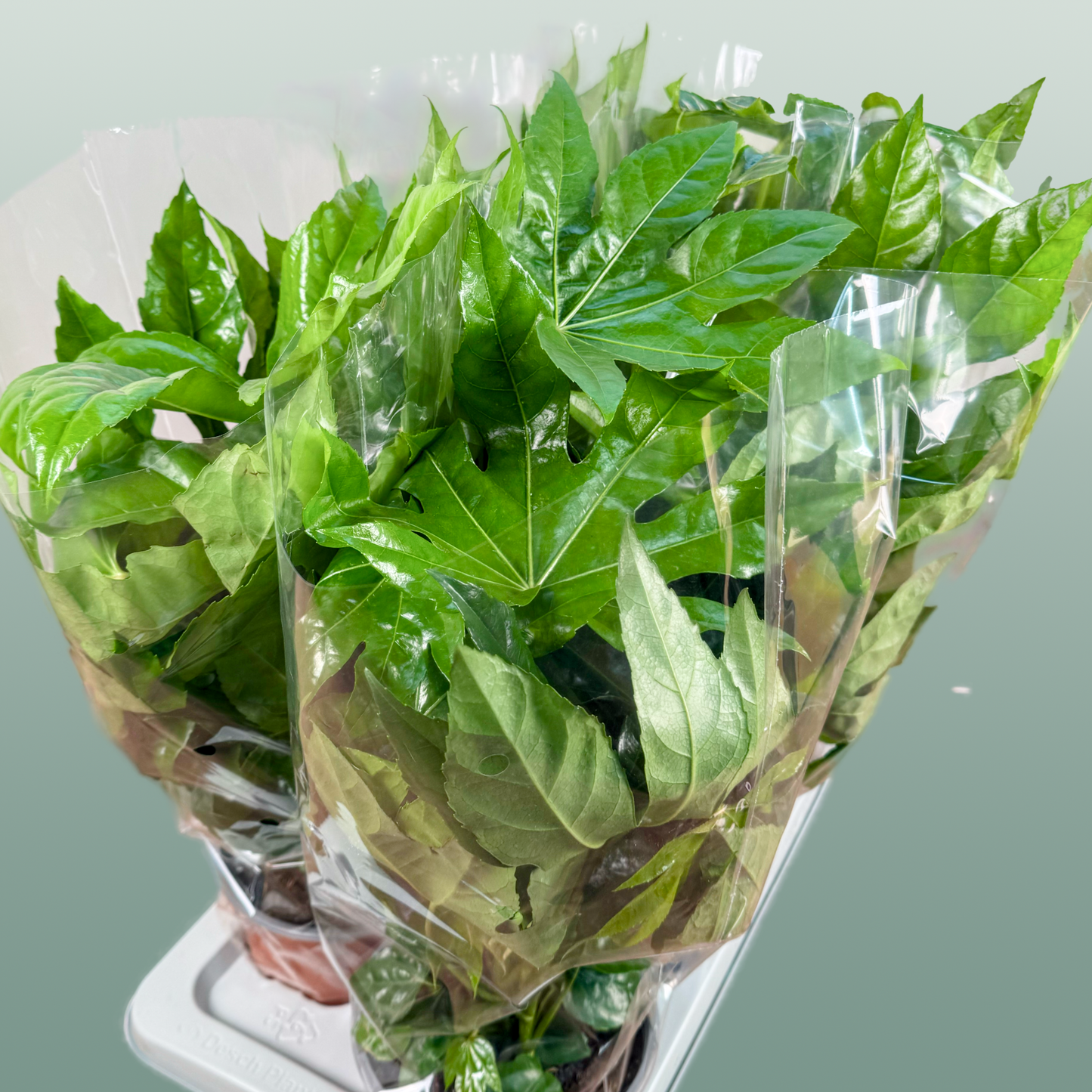 Fatsia Japonica tray x6