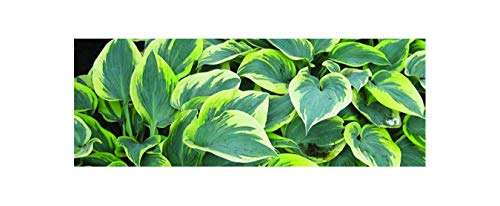 Hosta First Frost