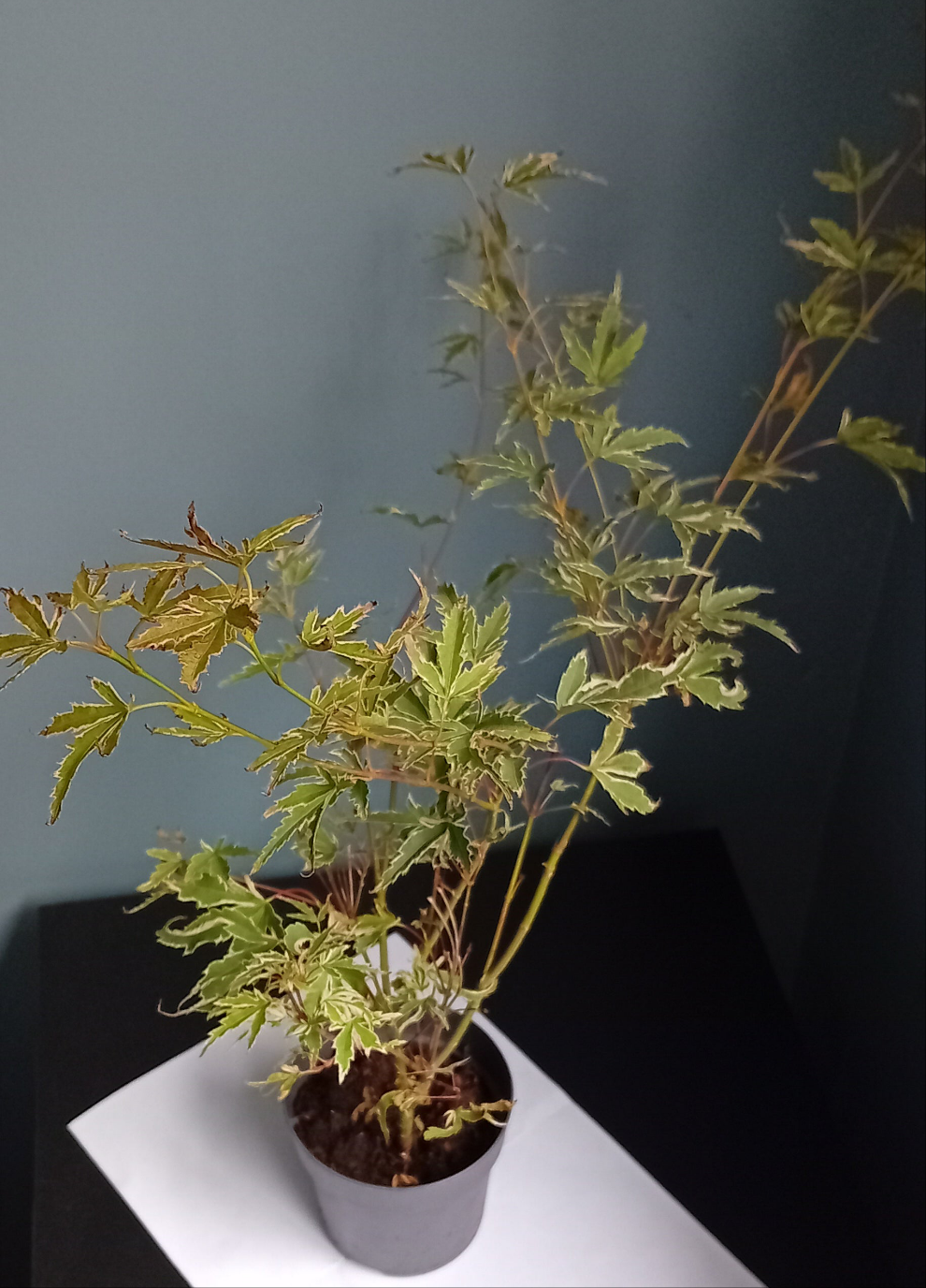Acer Tree (butterfly)