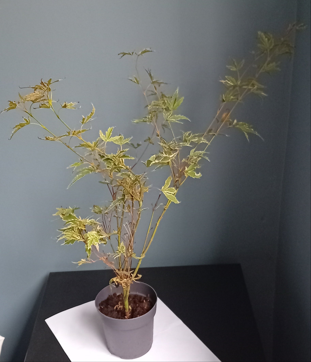 Acer Tree (butterfly)