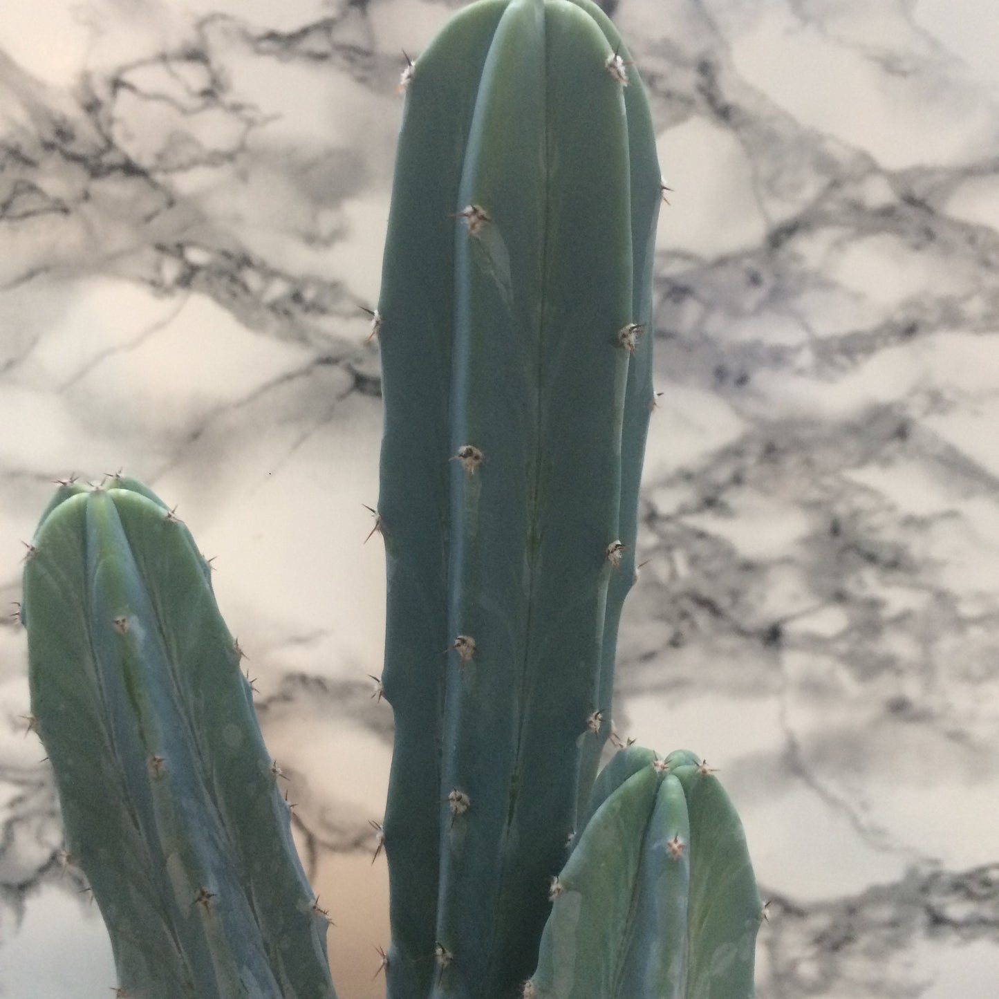 Myrtillocactus geometrizans (Blue Myrtle)
