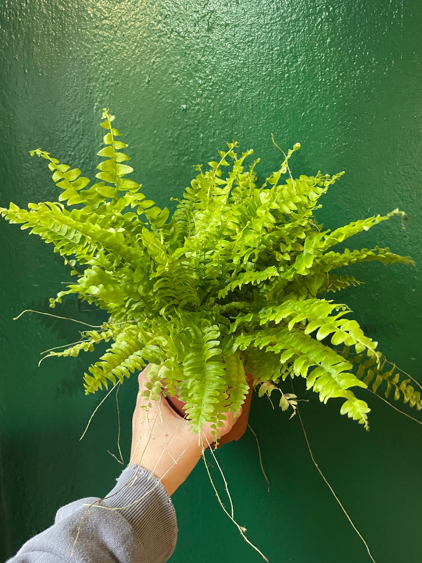 Nephrolepis Exaltata 'Green Lady Fern' (Boston Fern)