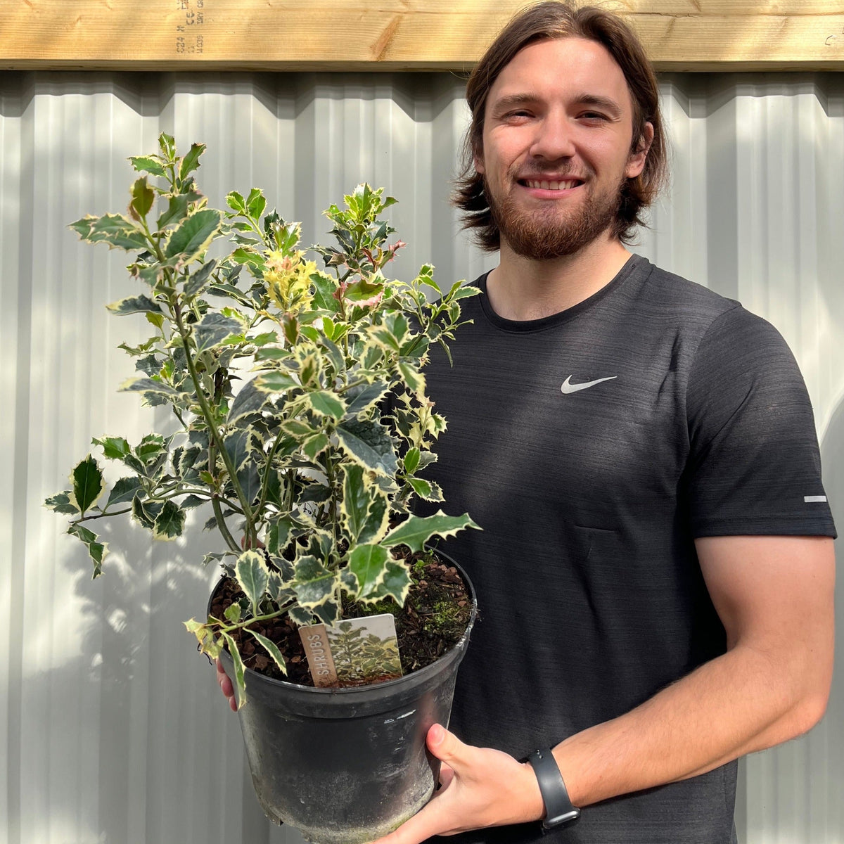 Ilex 'Argentea Marginata' Holly 9cm / 2L