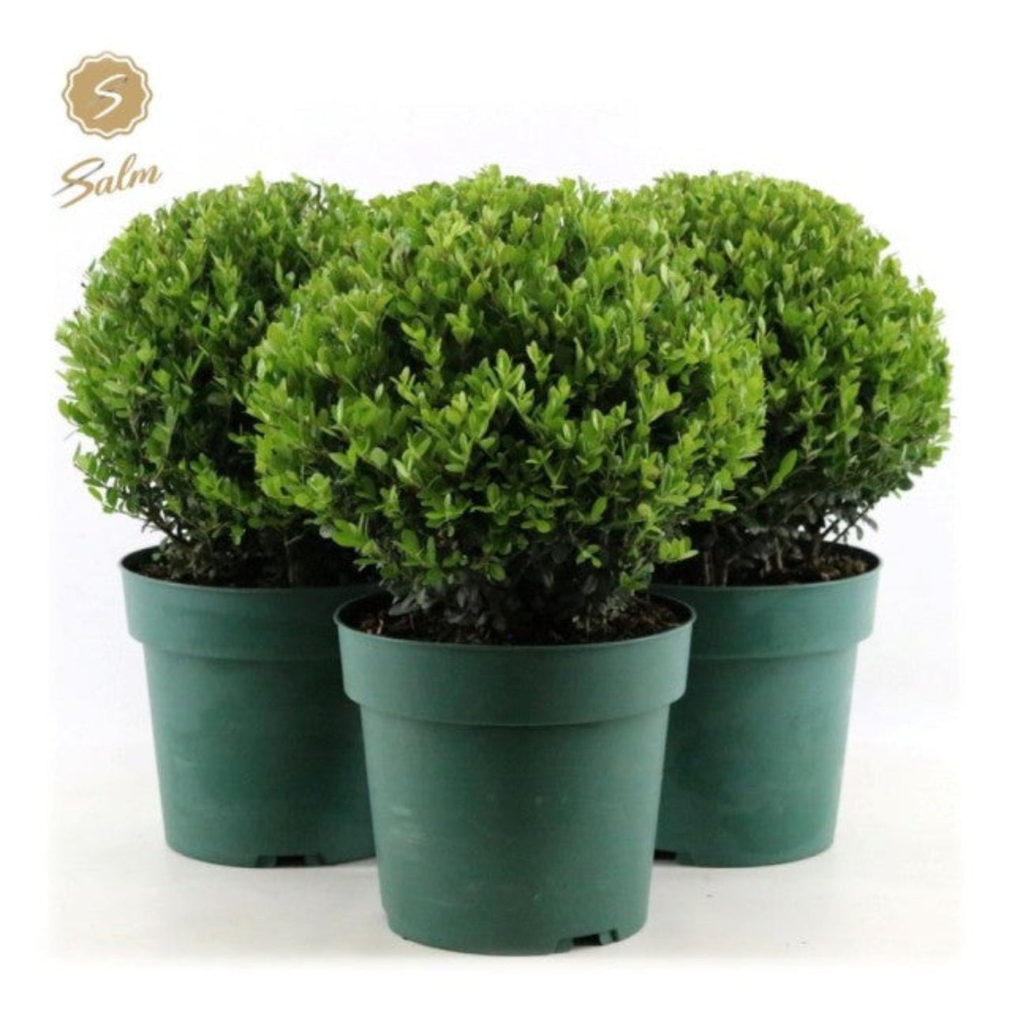 Ilex crenata 'Jenny' Ball