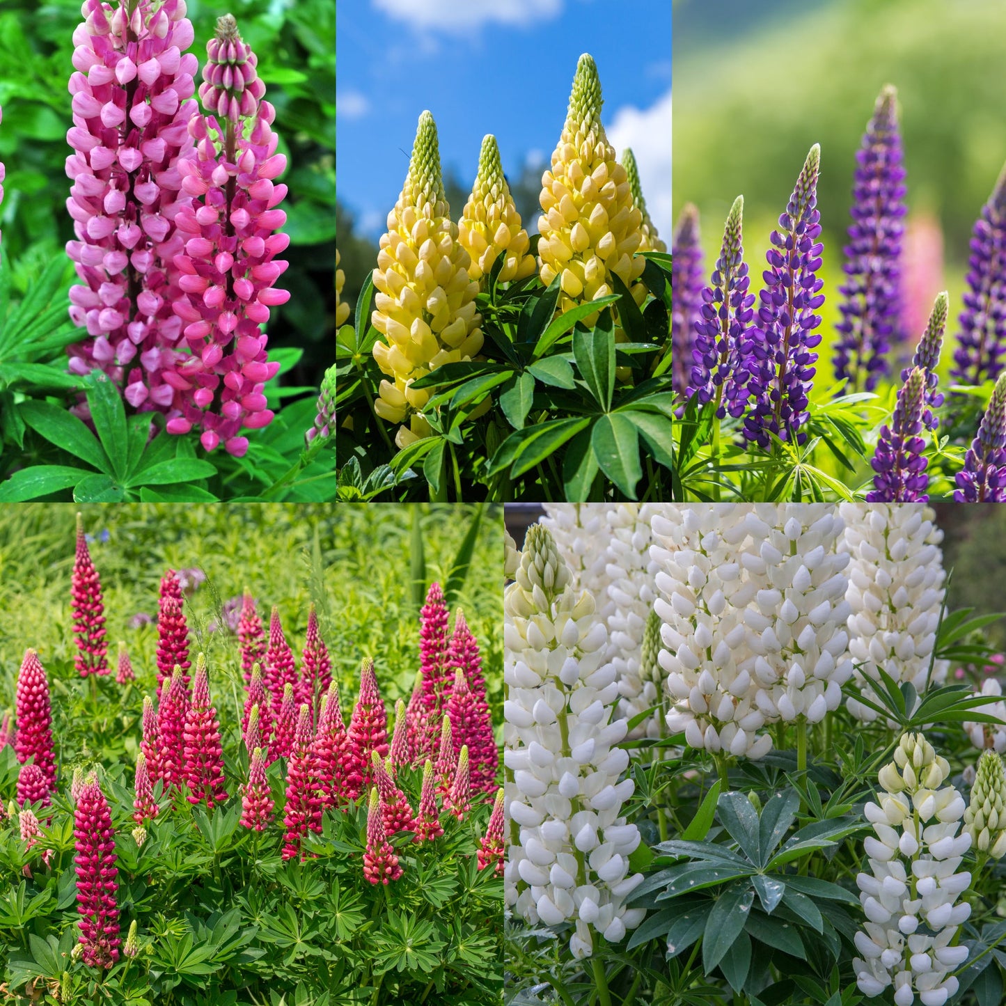 Lupins 3 x 9cm Potted