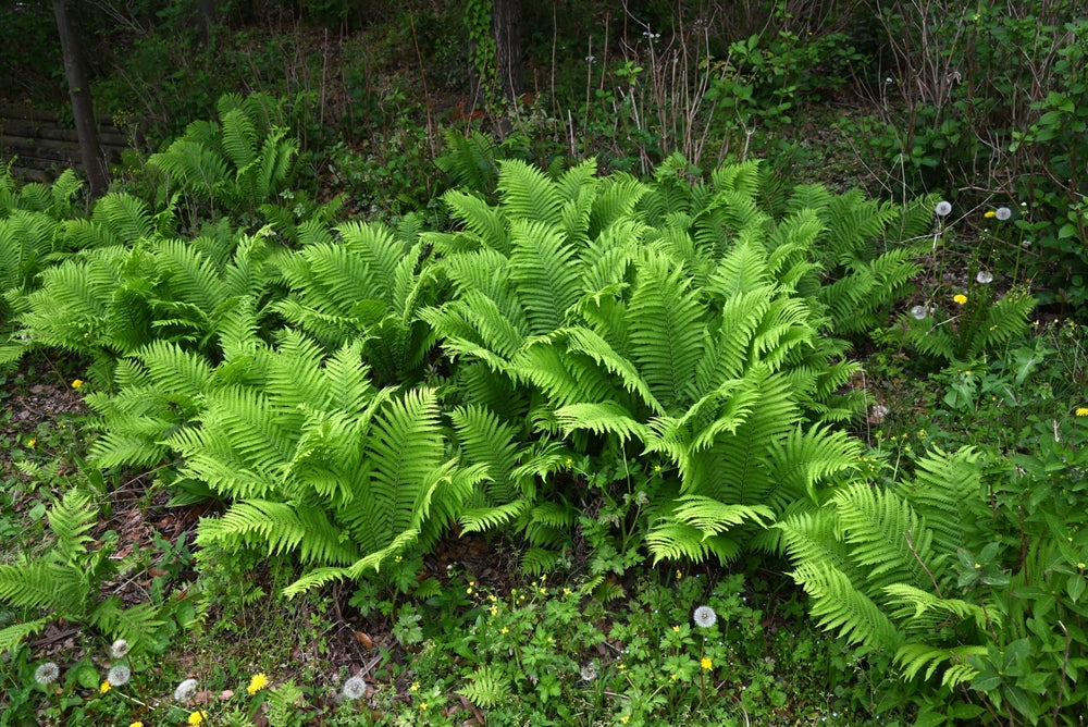 Matteuccia struthiopteris - ostrich fern