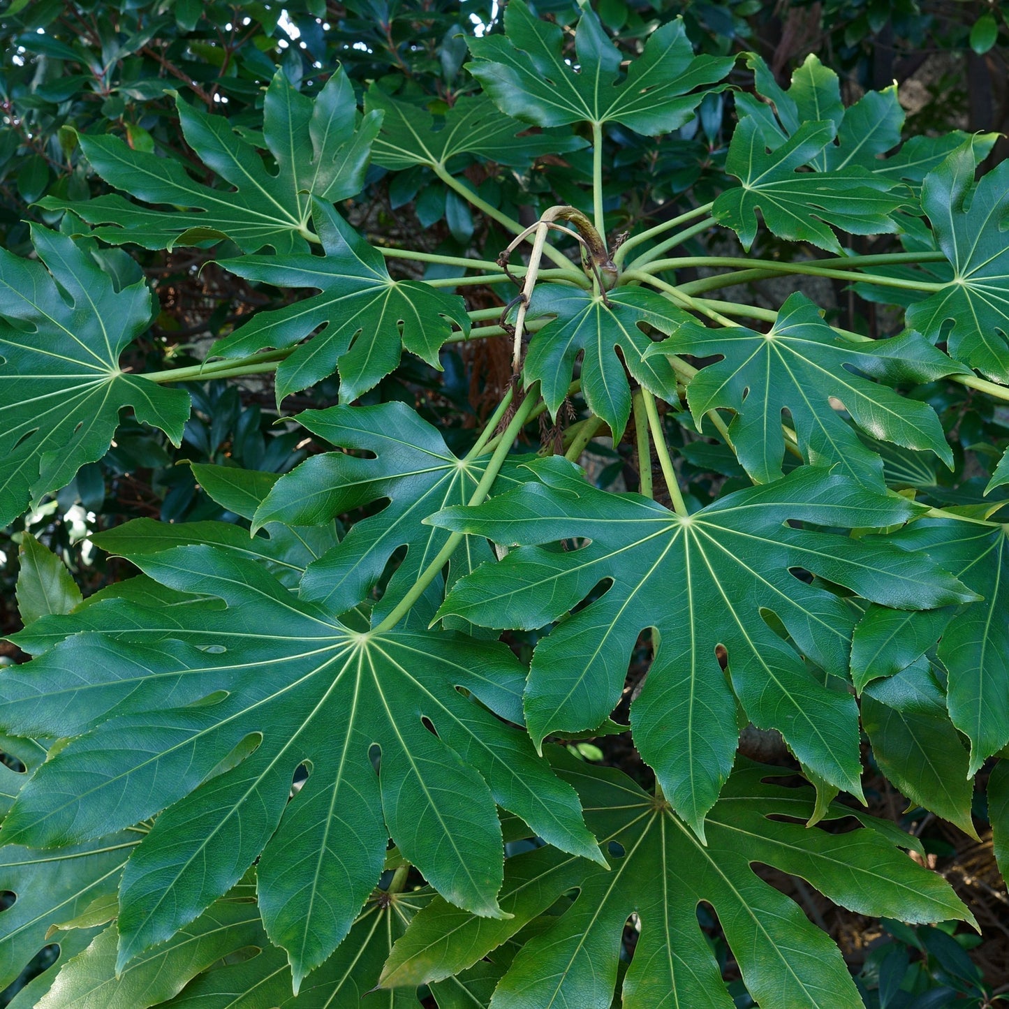 FatsiaCastor2_ae21d36e-df4a-4642-9a0b-761c1e4b112b.jpg