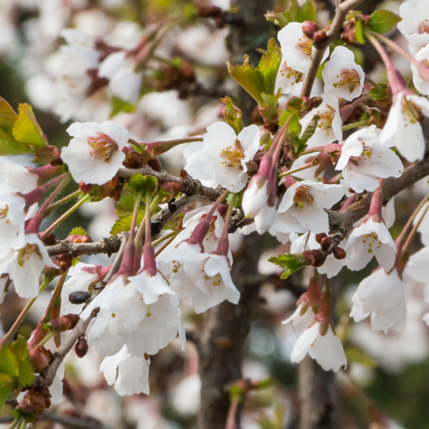 Prunus Flowering Cherry Blossom Shrub - Incisa 'KOJOU-NO-MAI' 9cm / 2L / 4L