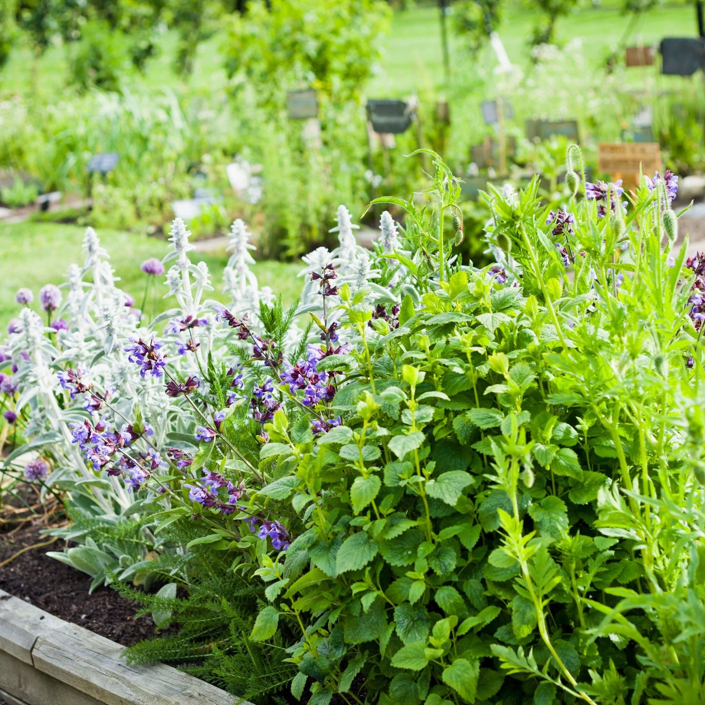 Herb selection 9cm