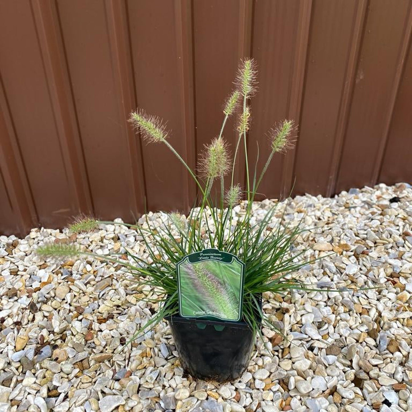 Pennisetum 'Little Bunny' Fountain Grass