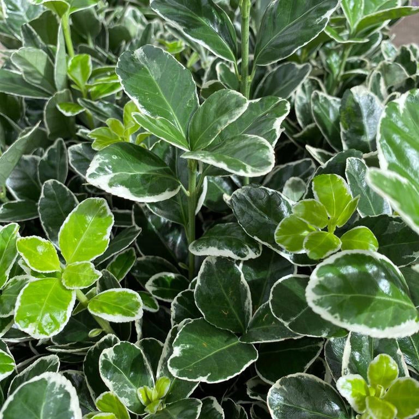 Euonymus fortunei 'Emerald Gaiety'