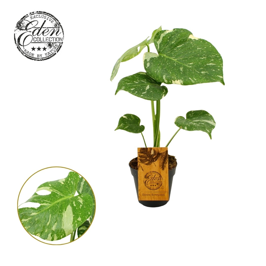 Monstera Deliciosa Thai Constellation x4