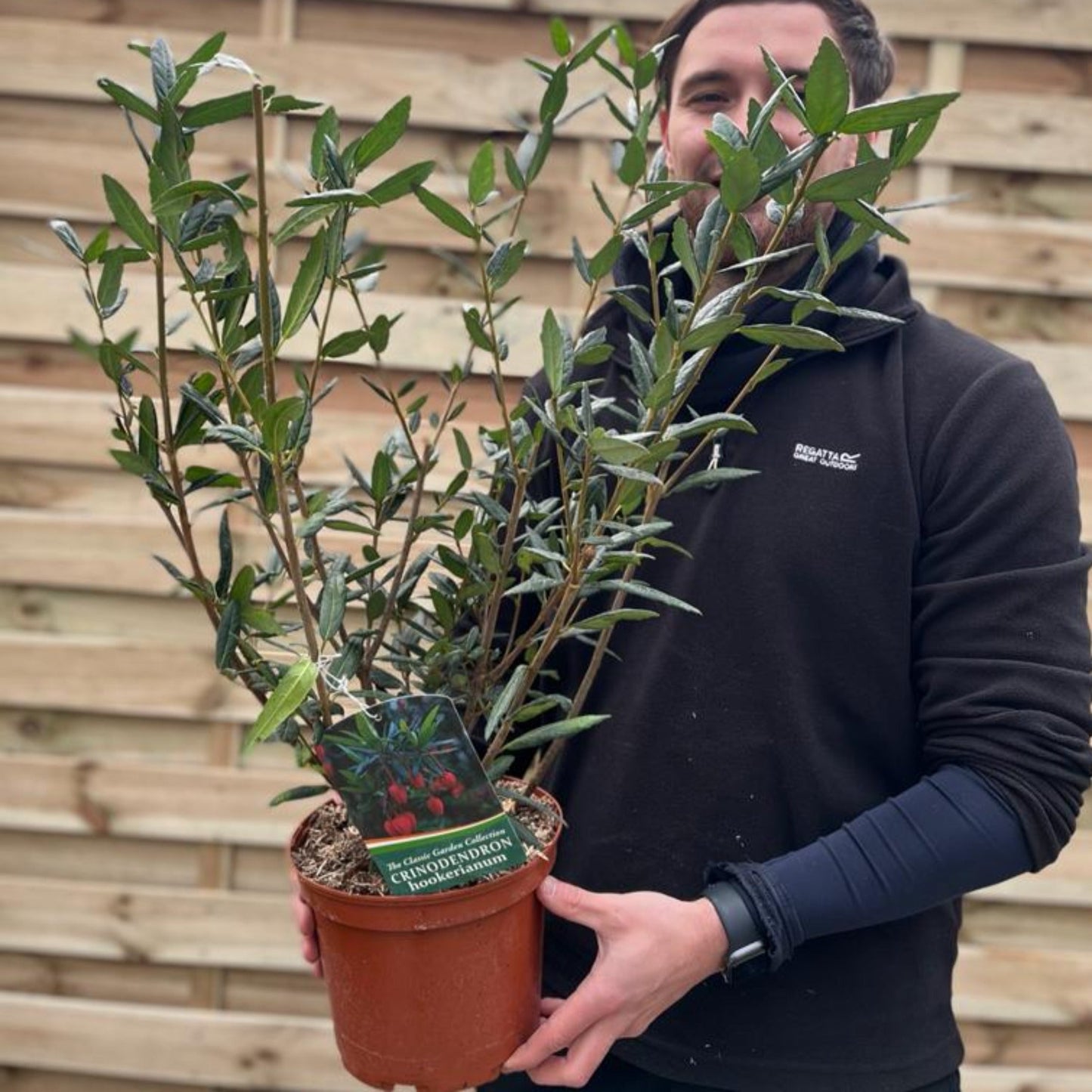 Crinodendron hookerianum 3L (60-70cm)