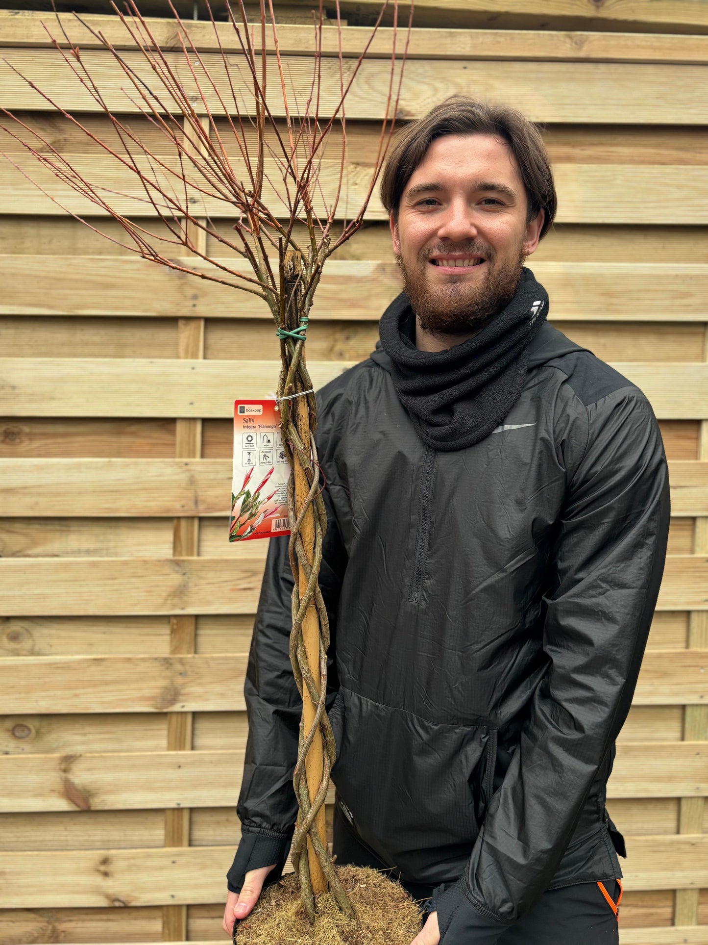 Salix intergra 'Hakuro - Nishiki' Flamingo Dwarf Willow Tree BRAIDED