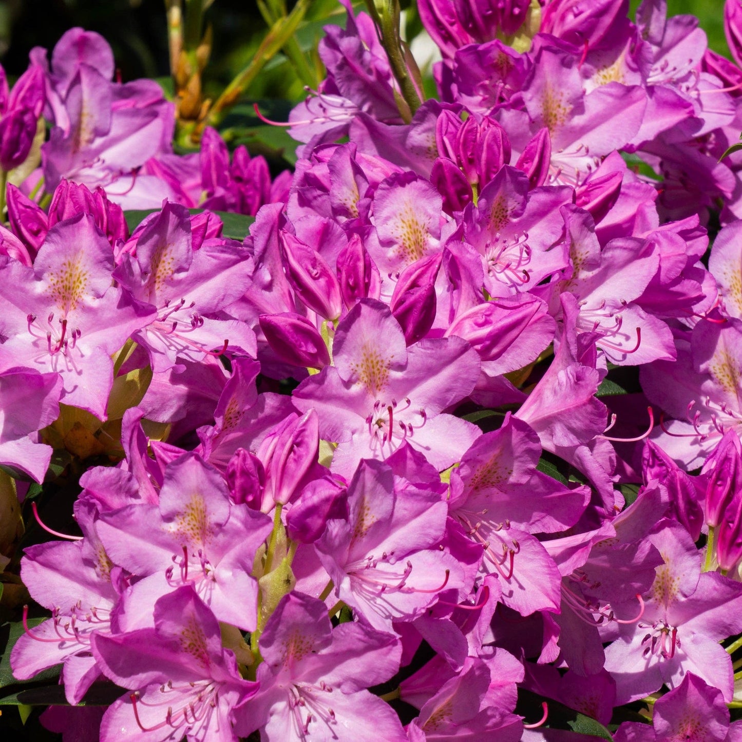 Rhododendron ponticum Variegata 5L