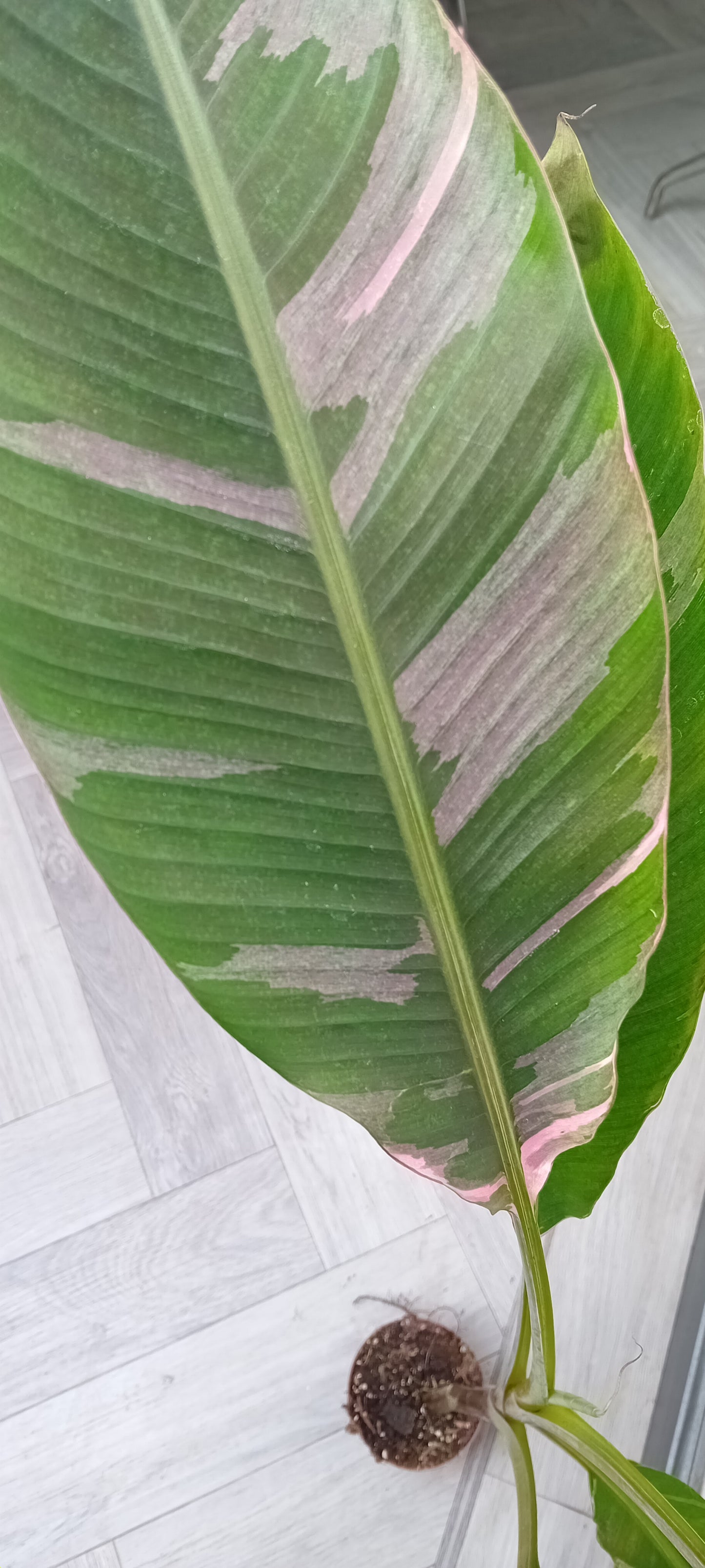 Musa NoNo pink variagated