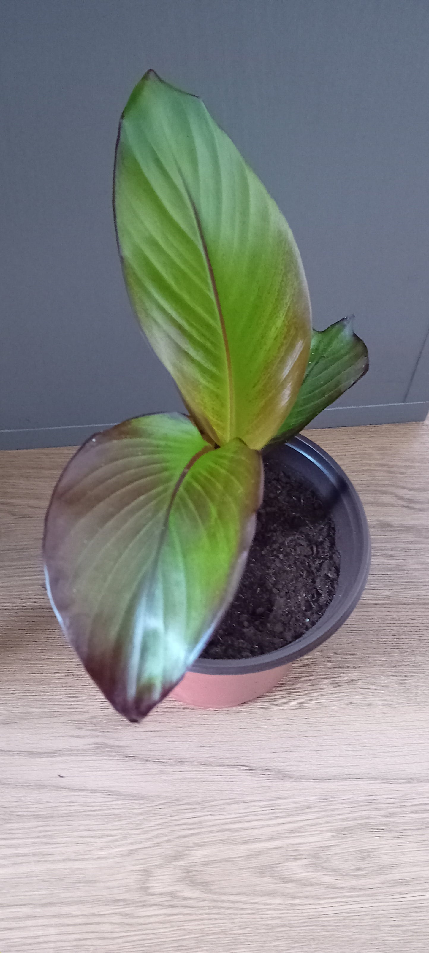 Ensete ventricosum maurelli (20cm)