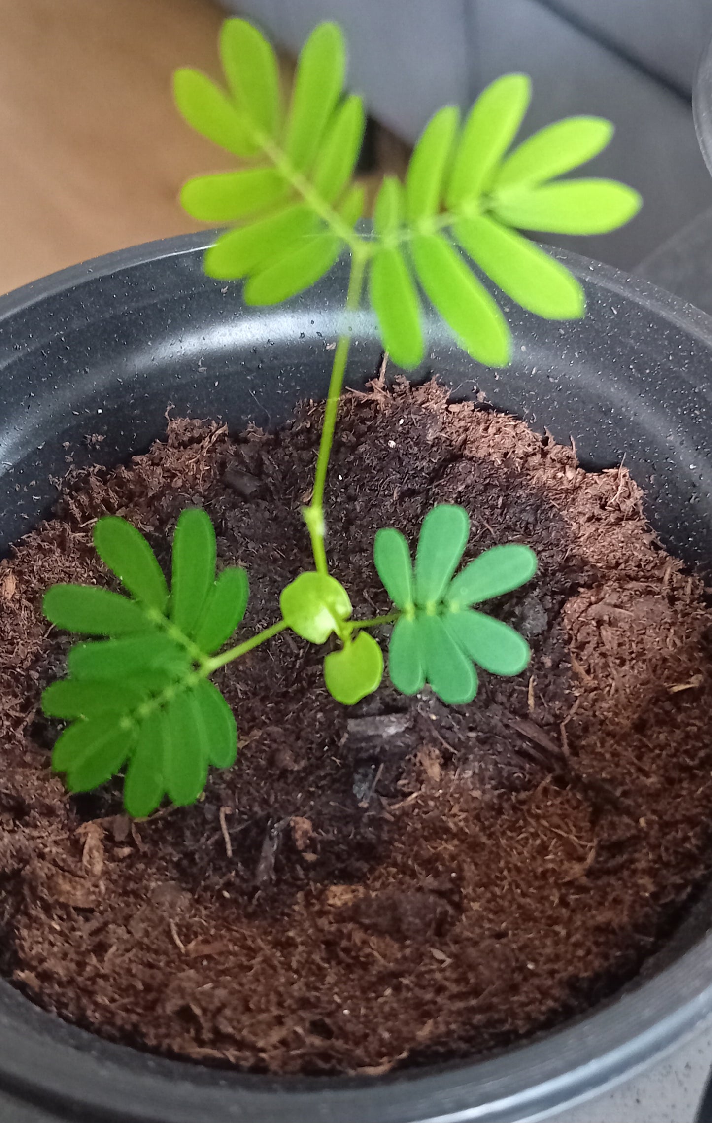 Mimosa Pudica