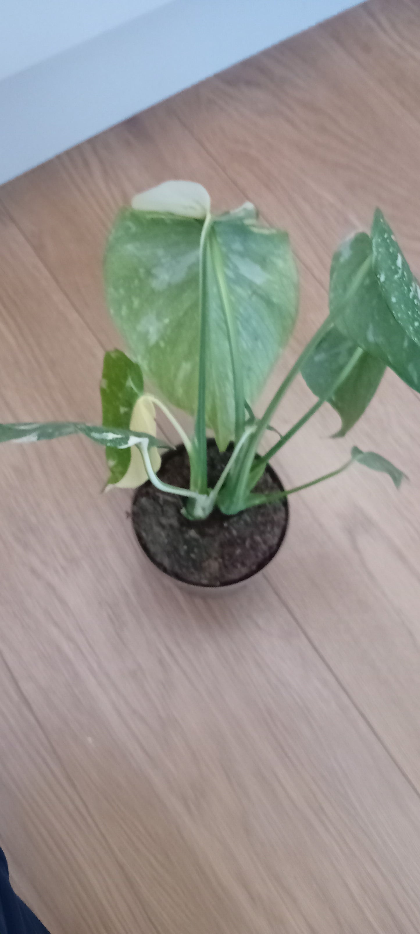 Monstera thai constellation
