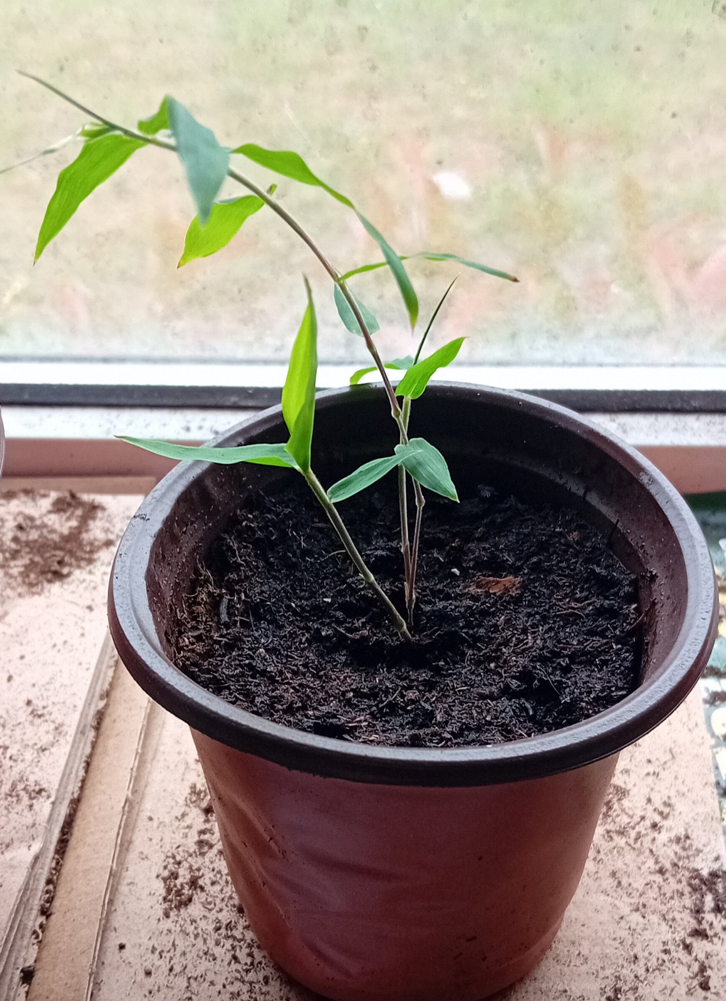 Dendrocalamus asper (Plug Plant)